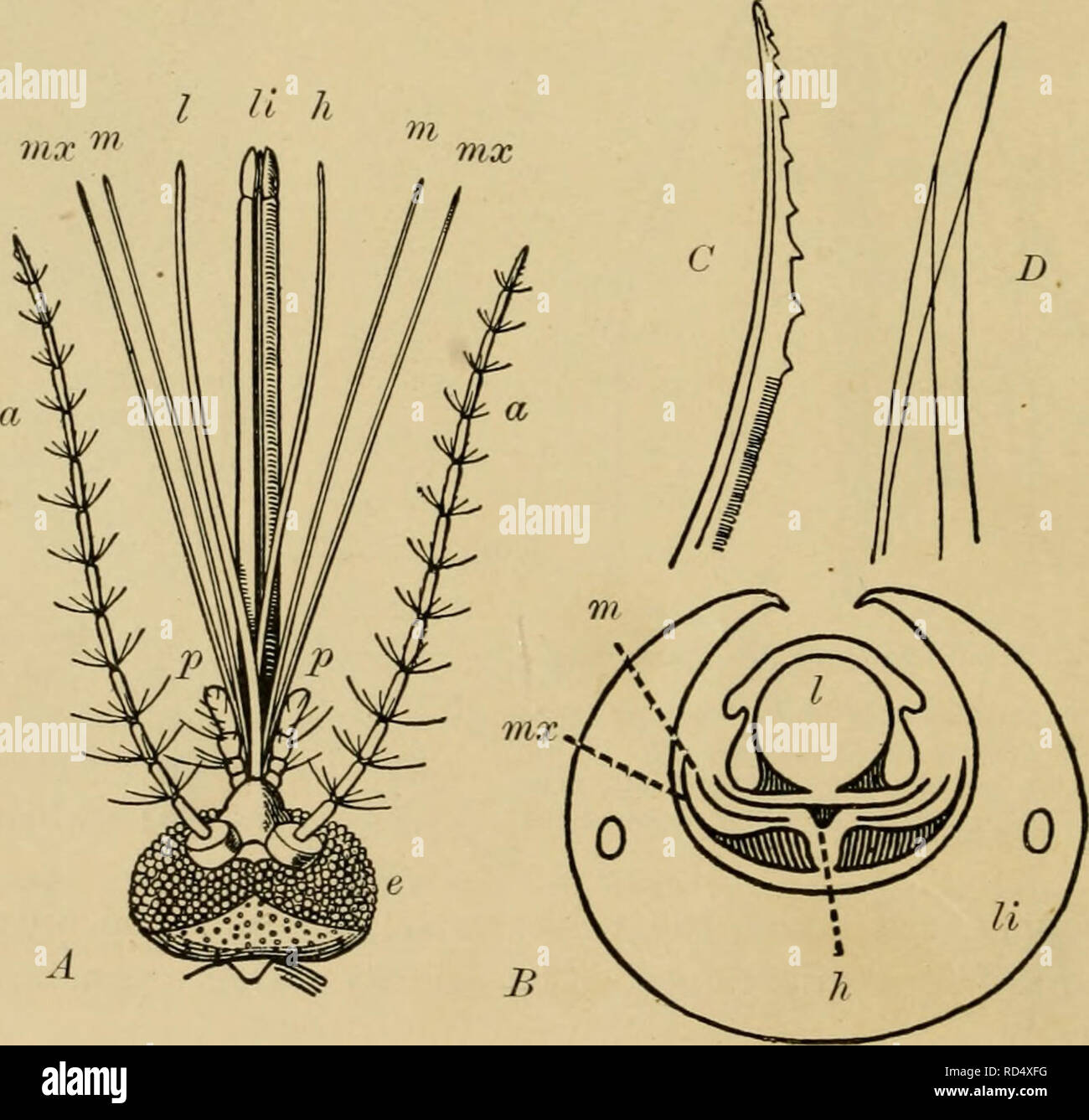 . Elementare Entomologie. Entomologie. Abb. 17. Querschnitt der Rüssel aus Baumwolle - Wurm Motte, konkav geformten Flächen der maxillae zusammen verriegelt der saugenden Rohr zu bilden (nach Comstock),. Â, '''â', Â". Abb. 18. Mund - Teile der weiblichen Moskitos {Ciihxpipiens) ein, dorsalen Aspekt; B, Querschnitt; C, Spitze des Oberkiefers; Z), die Spitze des labrum - epipharynx; (T, Antenne; c, Verbindung Auge; //, hypopharynx;/, labrum - epipharynx; A, Schamlippen; mx, Maxilla; w, Unterkiefer;/, maxillaris palpus, (nach Folsom und dimock). Bitte beachten Sie, dass diese Bilder extrahiert werden aus der gescannten Seite Bilder, gewesen sein kann Stockfoto