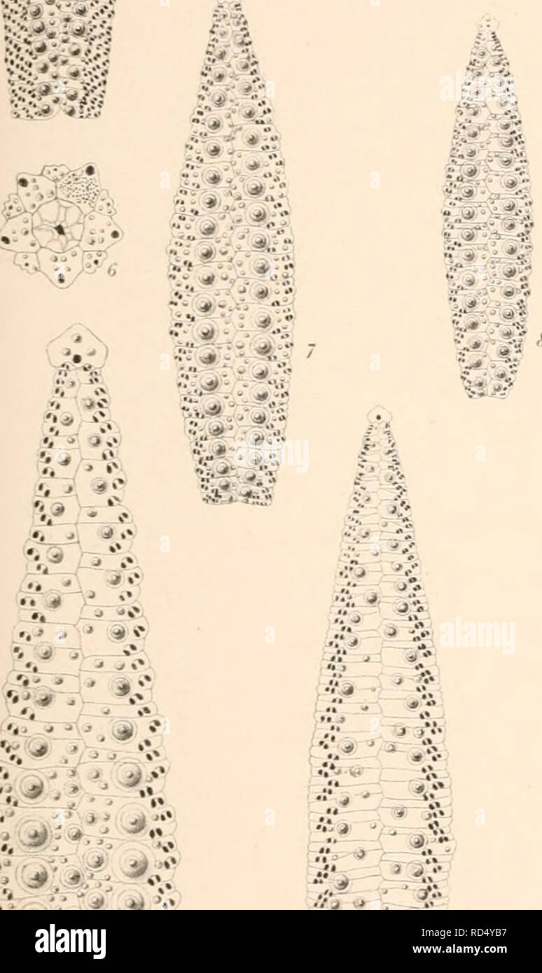 . Die dänische Ingolf-Expedition. Wissenschaftliche Expeditionen; Arktischen Ozean. ; Â â¢-, '*. * 8-* jÂ £ - * * $ i.j â¢.. â¢ S* - •, • • J*M* •*'. *?. W*.. * Â¢ 1â" ein. *!'. ^ â Â"-â â¢ * â â¢ j • *&gt; 4-•*' â ¢;*.=Â"&gt;:: â ¢. Bitte beachten Sie, dass diese Bilder sind von der gescannten Seite Bilder, die digital für die Lesbarkeit verbessert haben mögen - Färbung und Aussehen dieser Abbildungen können nicht perfekt dem Original ähneln. extrahiert. Ingolf (393); Dänische Ingolf-Expedition (1895-1896). Kopenhagen: H. Hagerup Stockfoto