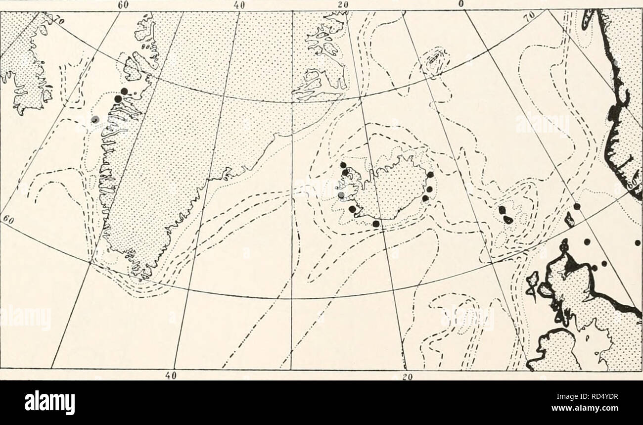 . Die dänische Ingolf-Expedition. Wissenschaftliche Expeditionen; Arktischen Ozean. HYDROIDA 25 Tubularia indivisa, kugelig, und dementsprechend breit in der distalen Teil abgerundet, während die von Tubularia regalis oval ist und zeigt einen Versuch in der distalen Teil hingewiesen werden. Tubularia indivisa hat eine sehr weite Verbreitung. Seine Hauptvorkommen in der Borealen Meere ist in den mittleren und tieferen Teilen des Litorals Region und zum oberen Teil des Deep Sea Region gebunden. Aus dem kalten Bereich finden wir die Arten, sondern einmal erfasst, von Grieg (1914). Nach der Untersuchung der Proben kann ich nicht bestätigen diese r Stockfoto