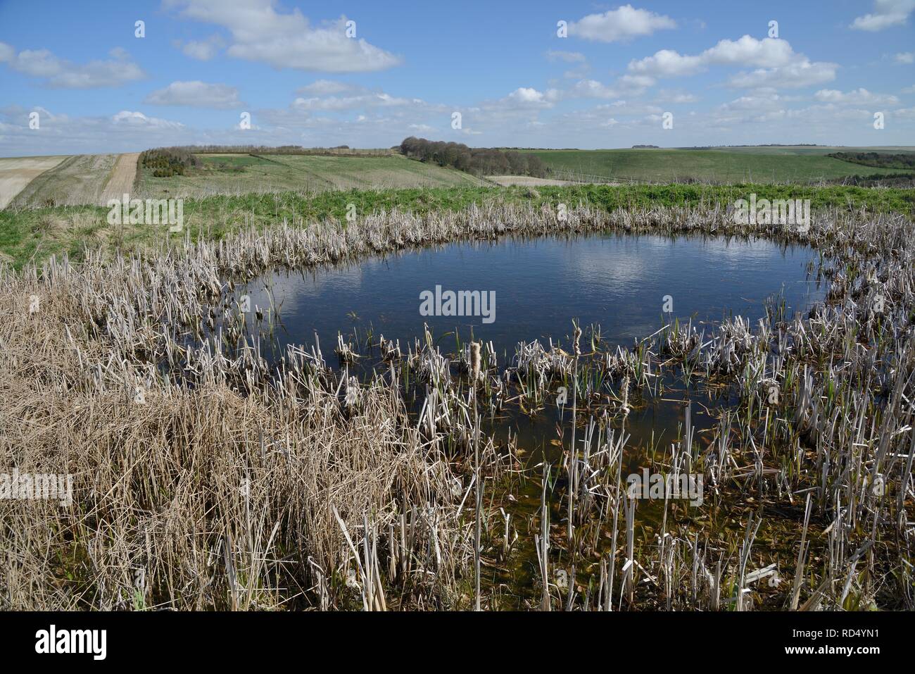 Traditionelle dewpond, gebaut vor Jahrhunderten für Rinder aus, jetzt ein Schilf gesäumten Wildlife Oase zu trinken, Marlborough Downs, Wiltshire, April, Großbritannien. Stockfoto