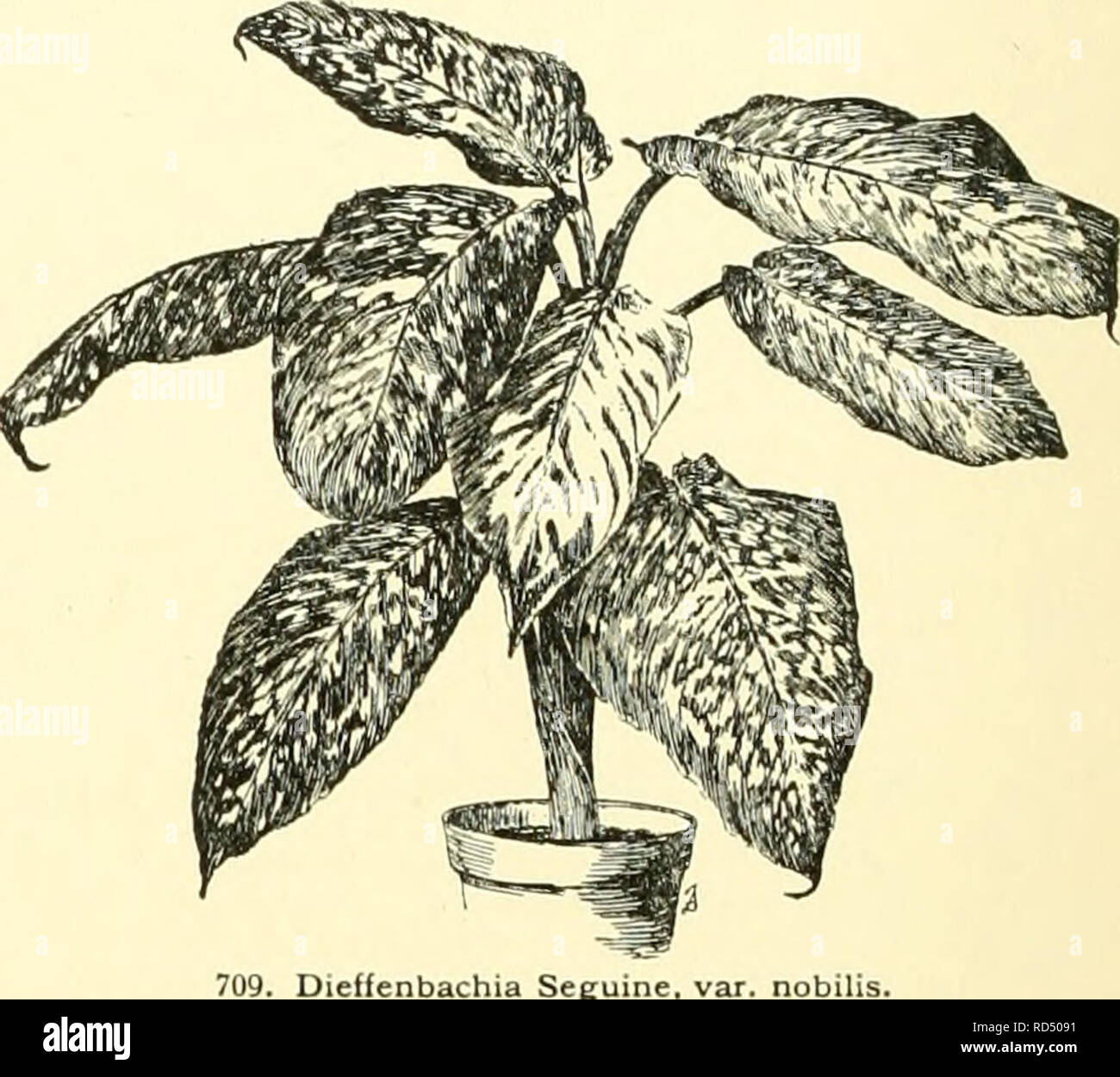 . Cyclopedia der amerikanischen Gartenbau, bestehend aus Anregungen für den Anbau von Gartenpflanzen, Beschreibungen der Arten von Obst, Gemüse, Blumen und Zierpflanzen in den Vereinigten Staaten und in Kanada verkauft, zusammen mit geographischen und Biographische Skizzen, und eine Übersicht über das Pflanzenreich. Gartenarbeit - - Wörterbücher; Pflanzen-- Nordamerika Enzyklopädien. 482 DIDYMOSPER. MA DIEFFENBACHIA und hat in letzter Zeit zu Wallichia, siehe verwiesen worden. Während junge, mindestens, die Didymospermas ein warmes Haus und feuchten Atmosphäre mit Schattierungen von Sun-Shine genießen, obwohl Wir sind t Stockfoto