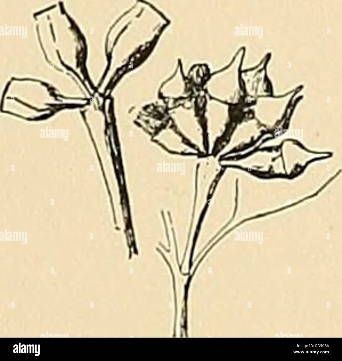 . Cyclopedia der amerikanischen Gartenbau, bestehend aus Anregungen für den Anbau von Gartenpflanzen, Beschreibungen der Arten von Obst, Gemüse, Blumen und Zierpflanzen in den Vereinigten Staaten und in Kanada verkauft, zusammen mit geographischen und Biographische Skizzen. Im Garten arbeiten. Eukalyptus Eukalyptus 553 jj. Cahjx-Rohr und Deckel glatt. 19. mellioddra, Cunn. Honig duftende Kaugummi. Verbreitung - ing Baum, 120 m hoch: Rinde mehr oder weniger hartnäckig - niedrig, herber, ohne broYnish grau, gelblich Innerhalb: Ils. Klein: Deckel conic-hemisphärische: äußeren Staubblätter ster-Ile; Antheren minute, abgeschnitten, op Stockfoto