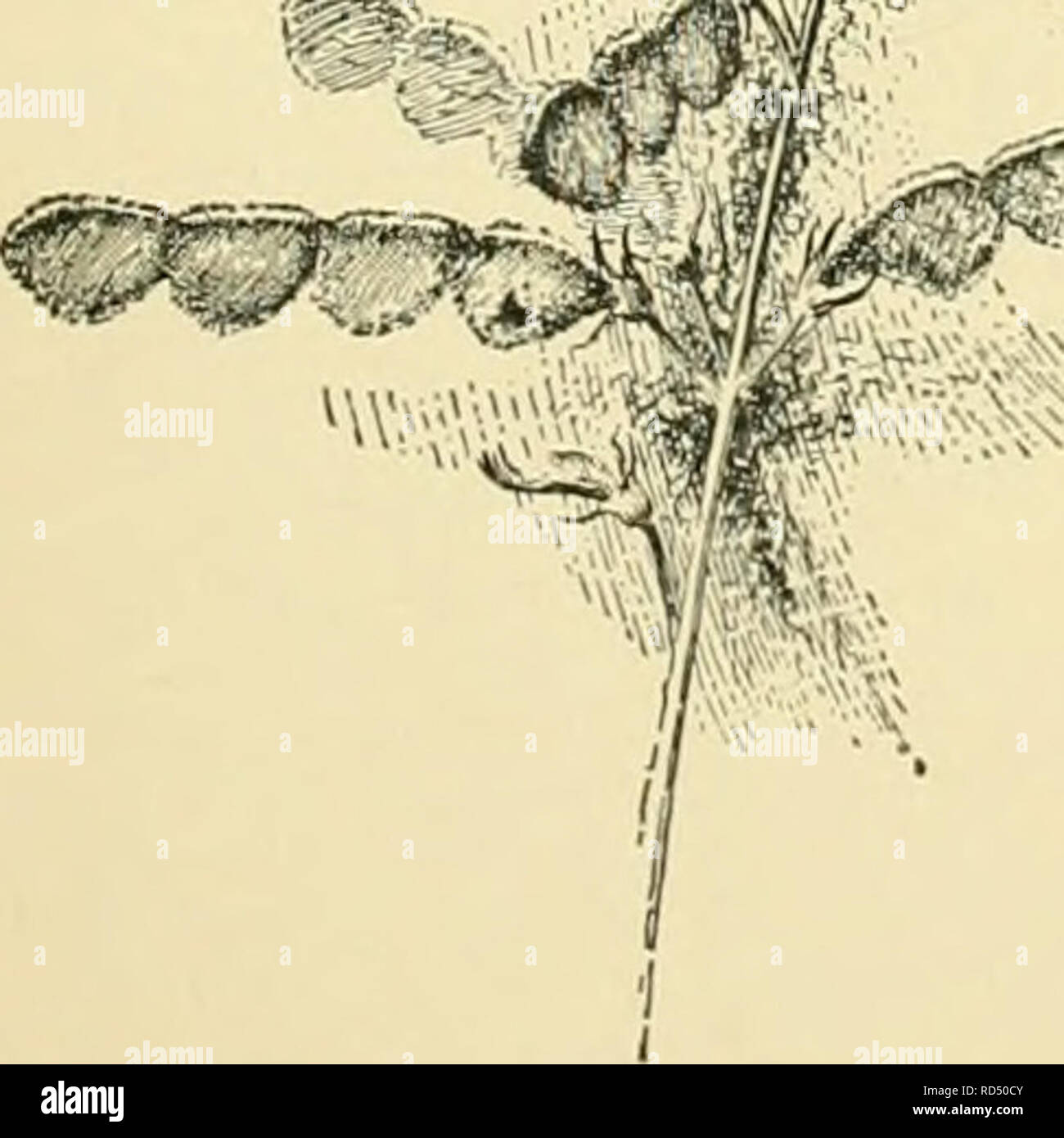 . Cyclopedia der amerikanischen Gartenbau, bestehend aus Anregungen für den Anbau von Gartenpflanzen, Beschreibungen der Arten von Obst, Gemüse, Blumen und Zierpflanzen in den Vereinigten Staaten und in Kanada verkauft, zusammen mit geographischen und Biographische Skizzen, und eine Übersicht über das Pflanzenreich. Gartenarbeit - - Wörterbücher; Pflanzen-- Nordamerika Enzyklopädien. DESCHAMPSIA flexudsa, Trin. (Ami. flexudsa, Linn.). Holz Haar - Gras. Eine schlanke, Mehrjährige Gras, 1-2 ft. hiyh, mit zahlreichen sehr feine root-lvs., und eine feine Kapillare Rispe. Er wächst in Büscheln, wie das oben, ein Stockfoto