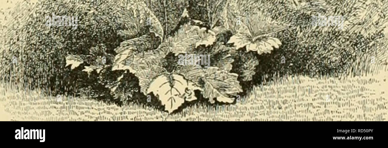 . Cyclopedia der amerikanischen Gartenbau, bestehend aus Anregungen für den Anbau von Gartenpflanzen, Beschreibungen der Arten von Obst, Gemüse, Blumen und Zierpflanzen in den Vereinigten Staaten und in Kanada verkauft, zusammen mit geographischen und Biographische Skizzen, und eine Übersicht über das Pflanzenreich. Gartenarbeit - - Wörterbücher; Pflanzen-- Nordamerika Enzyklopädien. 1044. Man kann die Masseleitung mit Kräutern oder Büschen verstecken. Erste, Pflanzen für den Garten, die günstige Bedingungen für eine hoch kultivierte Boden erfordern, und achten Sie dabei besonders auf Perfektion und zu persistieren und Stockfoto