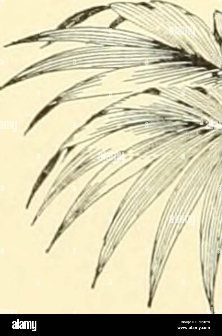 . Cyclopedia der amerikanischen Gartenbau, bestehend aus Anregungen für den Anbau von Gartenpflanzen, Beschreibungen der Arten von Obst, Gemüse, Blumen und Zierpflanzen in den Vereinigten Staaten und in Kanada verkauft, zusammen mit geographischen und Biographische Skizzen, und eine Übersicht über das Pflanzenreich. Gartenarbeit - - Wörterbücher; Pflanzen-- Nordamerika Enzyklopädien. ns HEDYSARUM HELENIUM mit roten, duftenden Lis., in Axillären spike überfüllt. s oder blütenstände: Sein. Mit 3-7 Paare der elliptisch oder roundisii, etwas pubertierenden Ifts. Eu. Var. Alburn, Hort., hat weiße Fls. AA. Fls. normuUif Pu Stockfoto