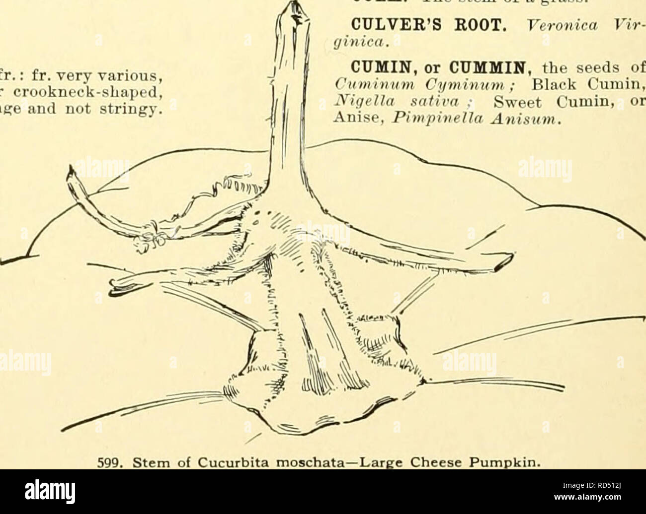 . Cyclopedia der amerikanischen Gartenbau, bestehend aus Anregungen für den Anbau von Gartenpflanzen, Beschreibungen der Arten von Obst, Gemüse, Blumen und Zierpflanzen in den Vereinigten Staaten und in Kanada verkauft, zusammen mit geographischen und Biographische Skizzen, und eine Übersicht über das Pflanzenreich. Gartenarbeit - - Wörterbücher; Pflanzen-- Nordamerika Enzyklopädien. Japanische Crookiieck, Dunkard und Süßkartoffel-Pumpe - Kins (oder Kürbisse) sind C, moschata. Der Fruchtstiel (wie gezeigt in Abbn. 596, 599, 604) ist eine Unterscheidung der Gemeinschaftsware teristic der reifen Früchte. C. Pepo und C Maxima, Stockfoto