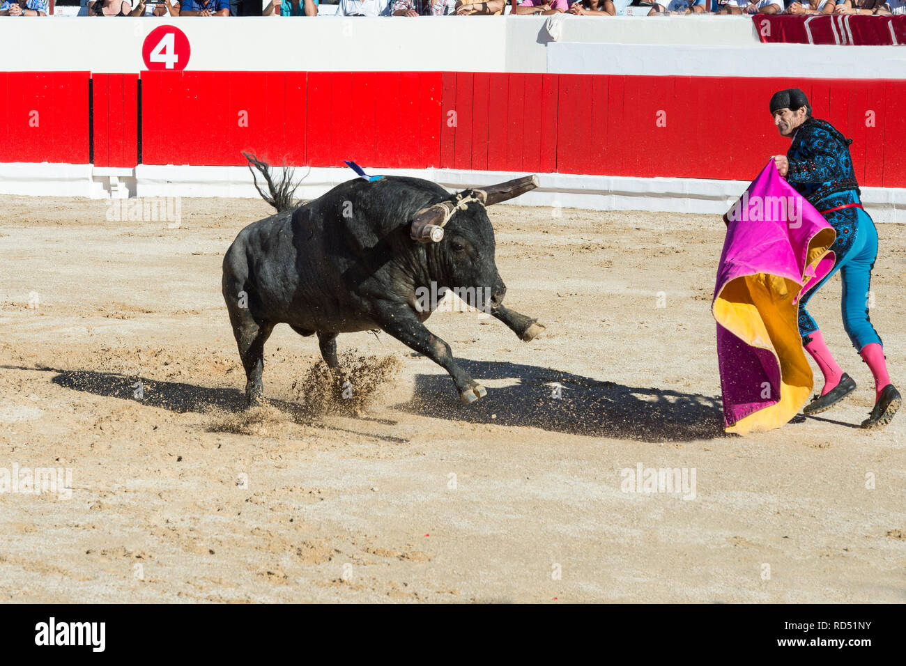 Stierkampf in Alcochete. Toreador Kämpfen der Stier mit seinen magenta Cape, Stiere sind nicht während der stierkampf, Setúbal Alcochete, Provinz, Port getötet Stockfoto