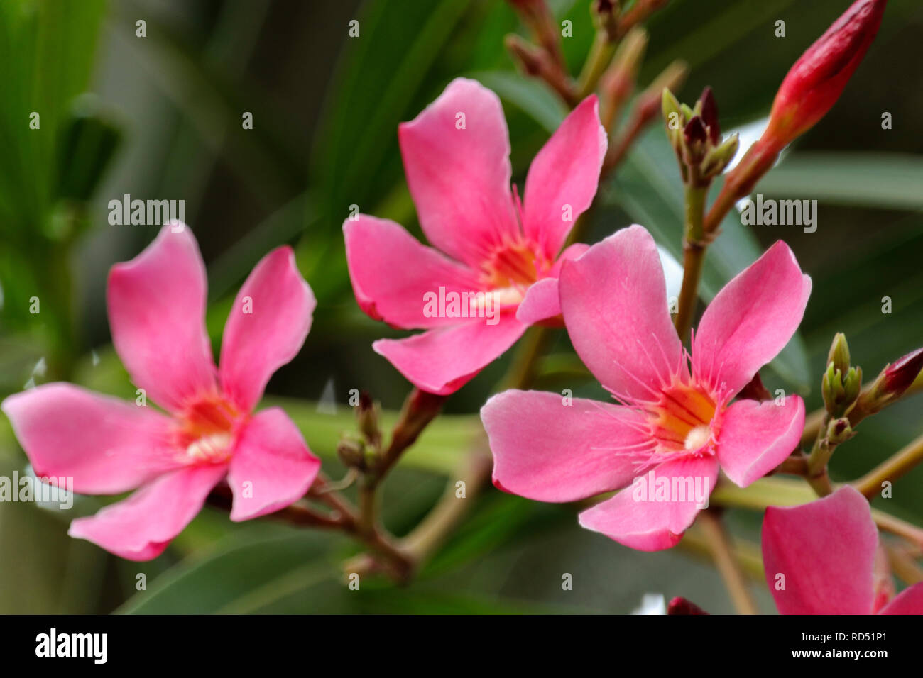 Gloriosa (Flamme, Feuer lily Lily, gloriosa Lily, Herrlichkeit Lily) Stockfoto