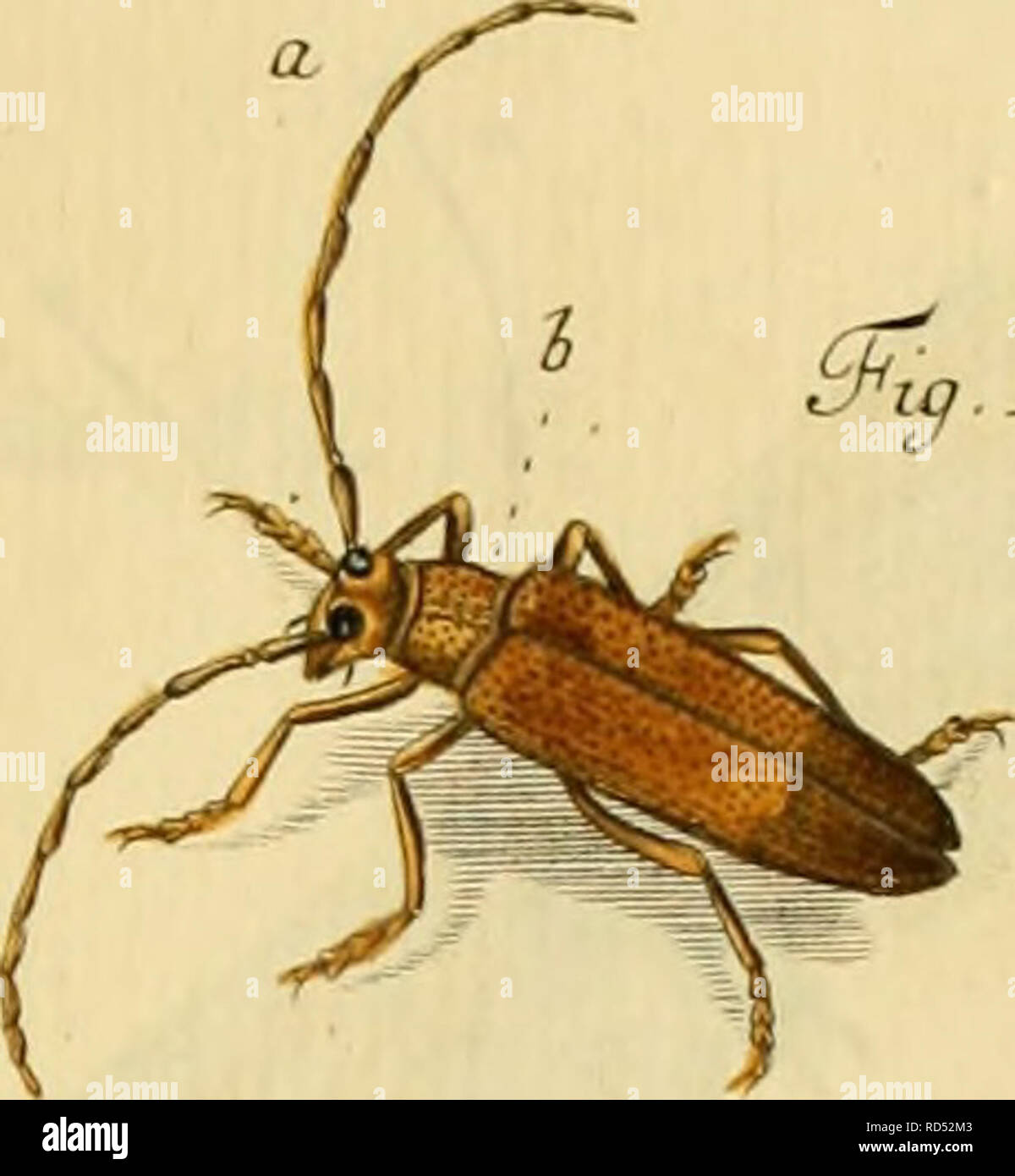 . Elementa entomologica: CXXXV tabulae aere excusae floridisque ...