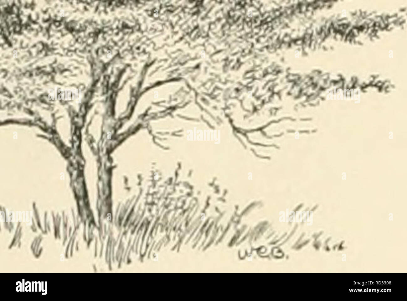 . Cyclopedia der amerikanischen Gartenbau, bestehend aus Anregungen für den Anbau von Gartenpflanzen, Beschreibungen der Arten von Obst, Gemüse, Blumen und Zierpflanzen in den Vereinigten Staaten und in Kanada verkauft, zusammen mit geographischen und Biographische Skizzen. Im Garten arbeiten. 396 CRATAEGUS tha, Dudl.). Abb. 577. Strauch oder kleiner Baum, 20 ft., der Dichter Wuchs, mit zahlreichen Lange und schlanke Stacheln: Ivs. eher schmal - petioled, breit elliptisch oder eiförmig, doppelt gesägt, kahl, glänzend und dunkelgrün, fast Kahl unter: corj-Mbs mehr oder weniger Vil - 4.*'^.. TK^-^&quot Stockfoto