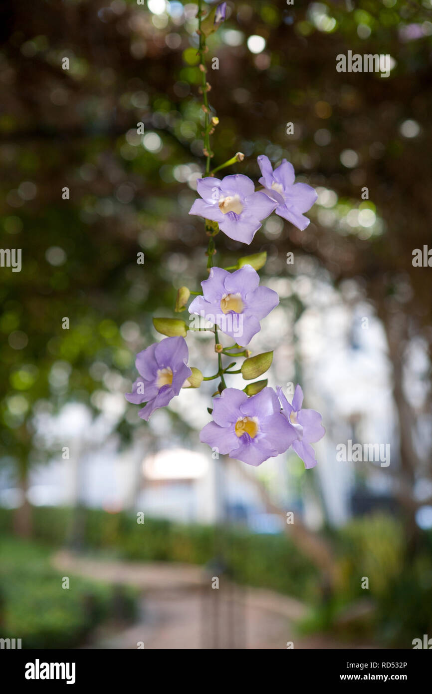 Kleine pale pink/lila Blüten nach unten hängen von einem Baum im Garten von Diana Prinzessin von Wales, Kuba Stockfoto