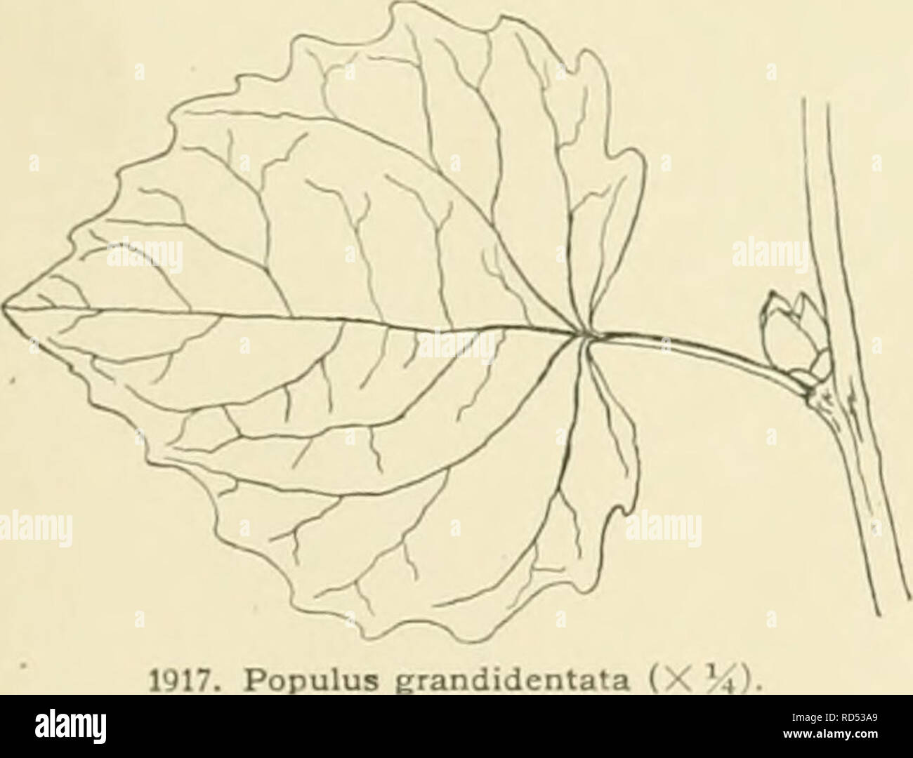 . Cyclopedia der amerikanischen Gartenbau, bestehend aus Anregungen für den Anbau von Gartenpflanzen, Beschreibungen der Arten von Obst, Gemüse, Blumen und Zierpflanzen in den Vereinigten Staaten und in Kanada verkauft, zusammen mit geographischen und Biographische Skizzen. Im Garten arbeiten. 1916. Populus tremuloides (X%). Var. 61 egans, Bailey (S. eUgntis von Nno. serymen), ist ein Ich ree der ausgesprochen strengen oder pyramidenförmigen Gewohnheit, aber Con-.- iderahly breiter als die Lombardei Pappel: Laub klein und liKht - farbige und sehr in einer Brise vielseitig, mit einem stattlichen rötliche Tönung an den Blattstielen und younf^ Stockfoto