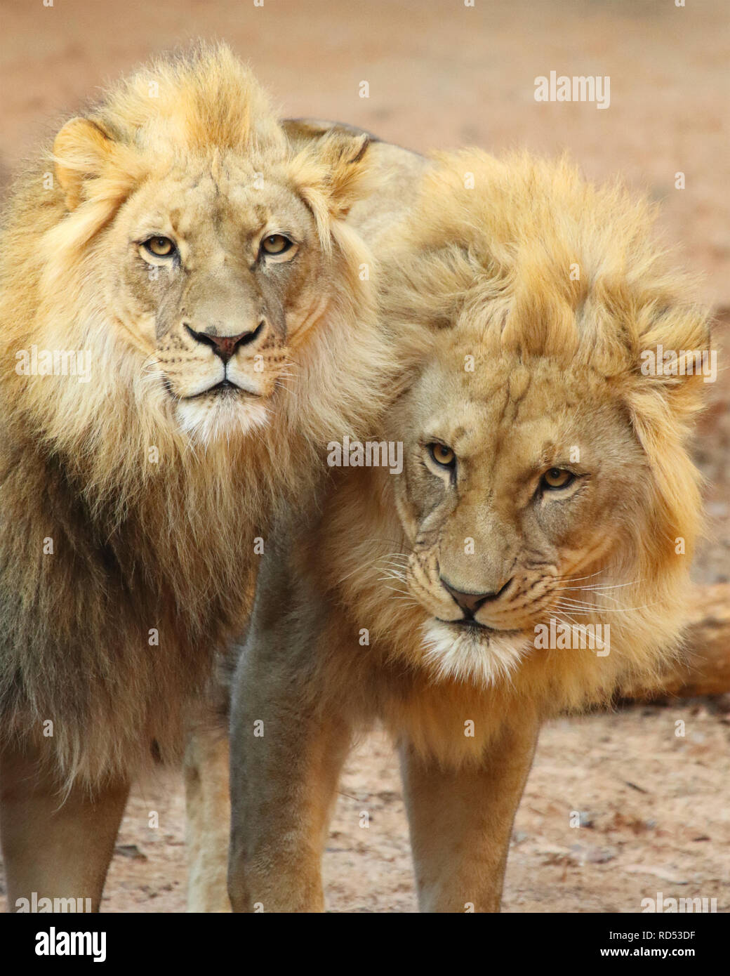 Ein Paar der männlichen Afrikanischen Löwen. Stockfoto