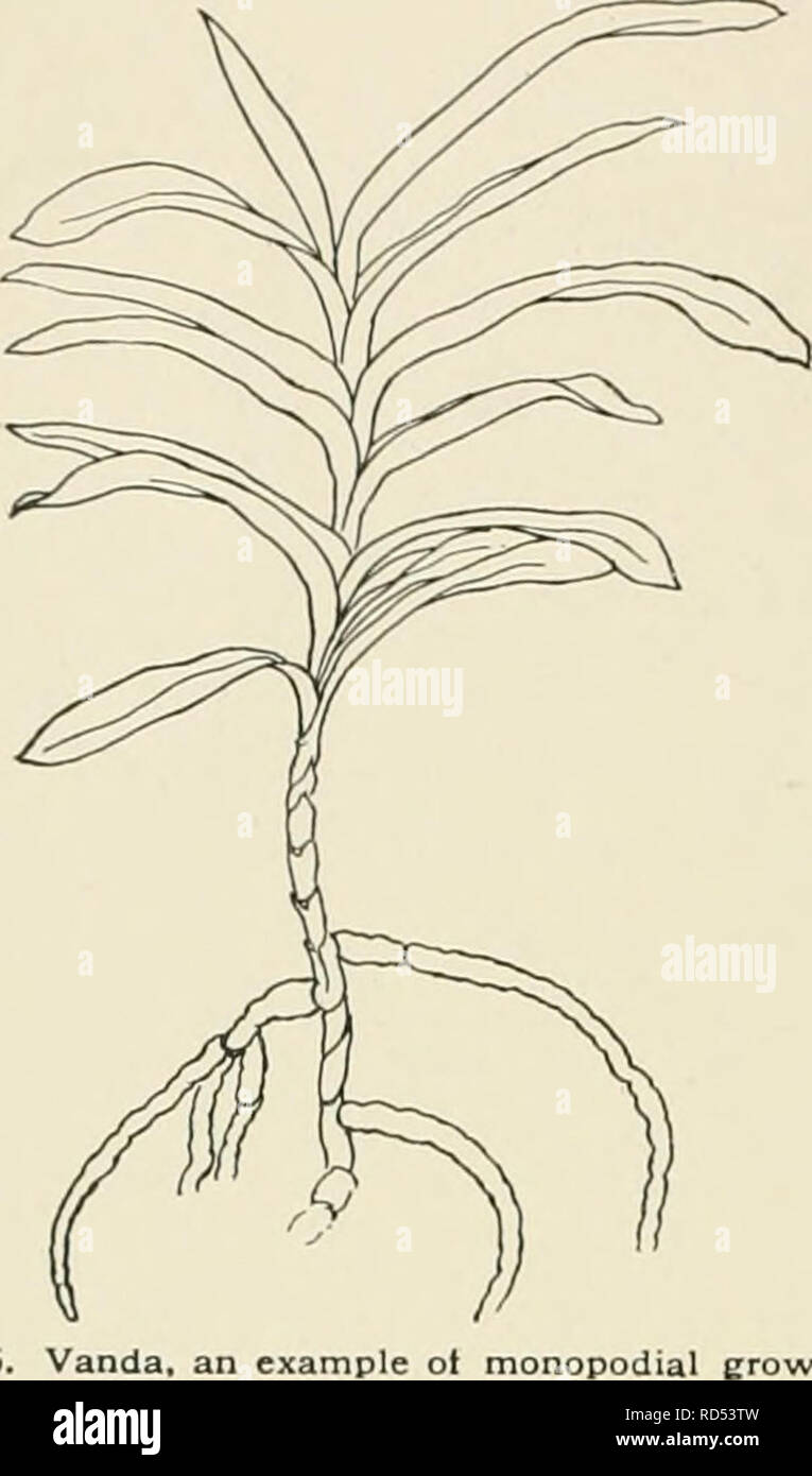 . Cyclopedia der amerikanischen Gartenbau, bestehend aus Anregungen für den Anbau von Gartenpflanzen, Beschreibungen der Arten von Obst, Gemüse, Blumen und Zierpflanzen in den Vereinigten Staaten und in Kanada verkauft, zusammen mit geographischen und Biographische Skizzen. Im Garten arbeiten. 1162 Orchidee im mittleren Teil dieses t-entury ist bemerkenswert für die große Anzahl von neuen und auffällige Arten von Orchideen dis - abgedeckt. Immense Summen wurden für einzelne neue Anlagen gezahlt. Die fabelhafte Preise für Neuheiten bezahlt verursacht Sammler jedes Teil der Tropen zu durchforsten und ihr Leben aufs Spiel zu setzen. 1565. Vanda, der m Stockfoto