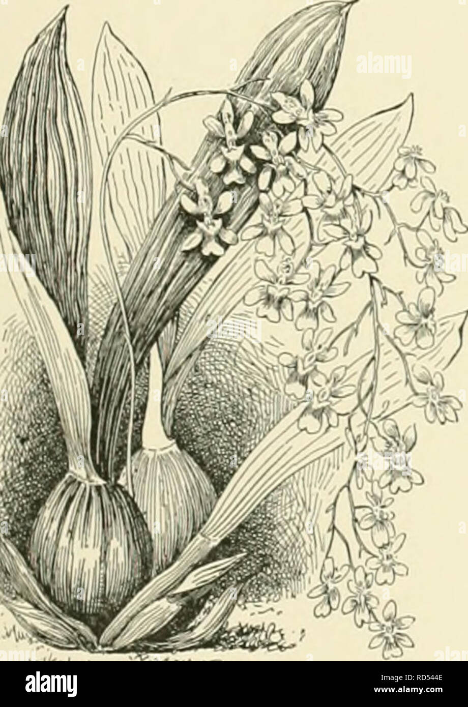 . Cyclopedia der amerikanischen Gartenbau, bestehend aus Anregungen für den Anbau von Gartenpflanzen, Beschreibungen der Arten von Obst, Gemüse, Blumen und Zierpflanzen in den Vereinigten Staaten und in Kanada verkauft, zusammen mit geographischen und Biographische Skizzen. Gartenarbeit. Lange." Indies. B.J ONCIDIUM mit Blume - C-9 ft. lang und hat mit O. attissimtim verwirrt worden. 25. altissimum, Swartz. Pseudobulben fast Rotund viel compresst-. l und umrandete: Ivs. 1-2 an der tup ein. Mehrere an der li. i-'.&gt;!' Ich 1 m&gt;|. Ti,!, L, I, 1 I, i^; fâriii, V. i}. .1 lM-2ft. Lon^r::' - â Â Â Â Â Â Stockfoto