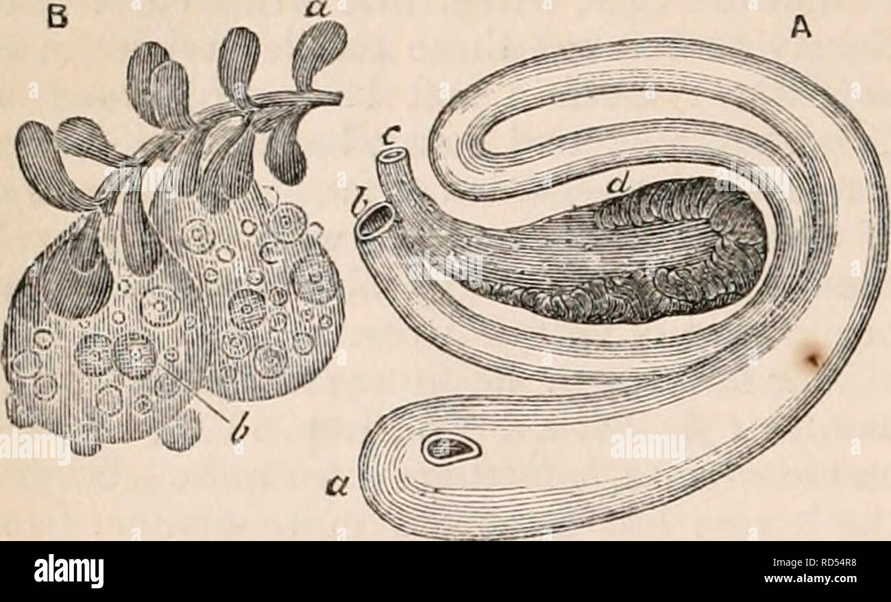 . Die cyclopaedia von Anatomie und Physiologie. Anatomie, Physiologie, Zoologie. 1210 TUNICATA. Oberfläche dieser Orgel: Sie hohl sind in der Mitte und eine milchige Flüssigkeit, die Abb. vergossen wird. 779.. A, generativen Organe von Cynthia Ampulle, in der Falte des Darms gelegen. (Nach Van Buneden.} ein, Magen und seine Aperture (öde ceso-phagus);. b, Rektum und Anus; c, Ovar, mit seinen Ausgang in die Kloake; d, Hoden, Kuvertierung die Kanten des Eierstocks. B, vergrößerte Teil der reproduktiven Organe von Ascidia grossidaria. (Nach Van Beneden. ), Hoden; b, Eierstock und Eizellen. In die Cl Stockfoto