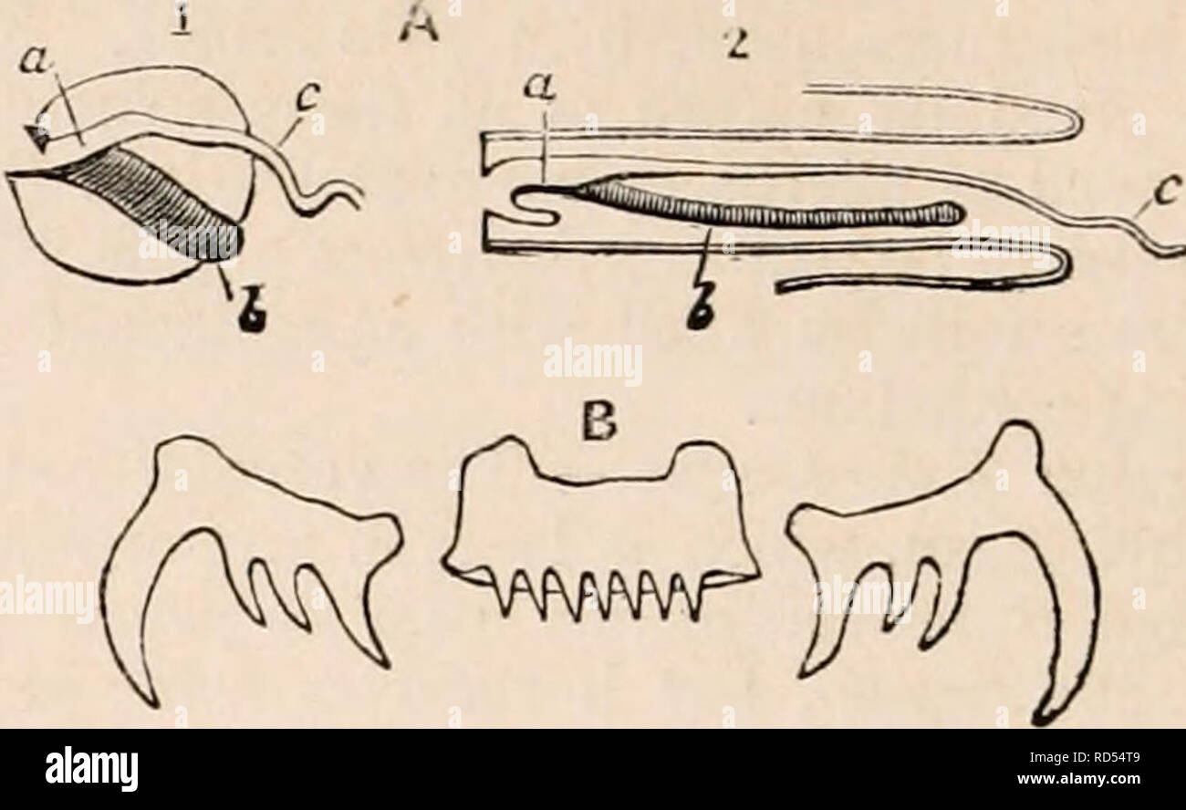 Anatomia lingua Fotos und Bildmaterial in hoher Auflösung Alamy