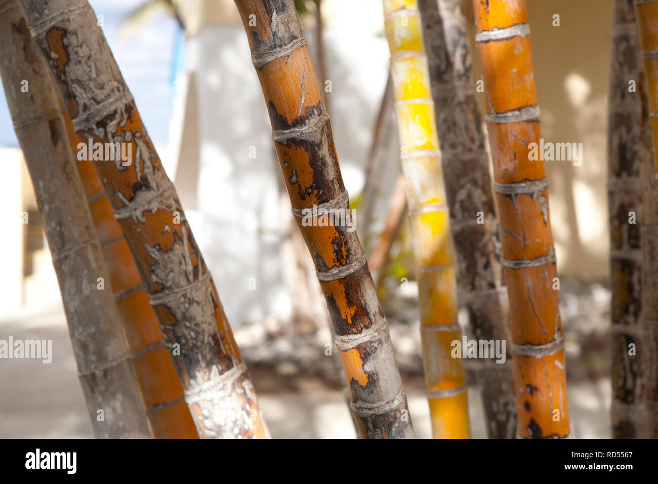 Abstrakte Nahaufnahmen von Palmen mit interessanten natürlichen Schattierungen von Grün, Gelb und Orange Stockfoto