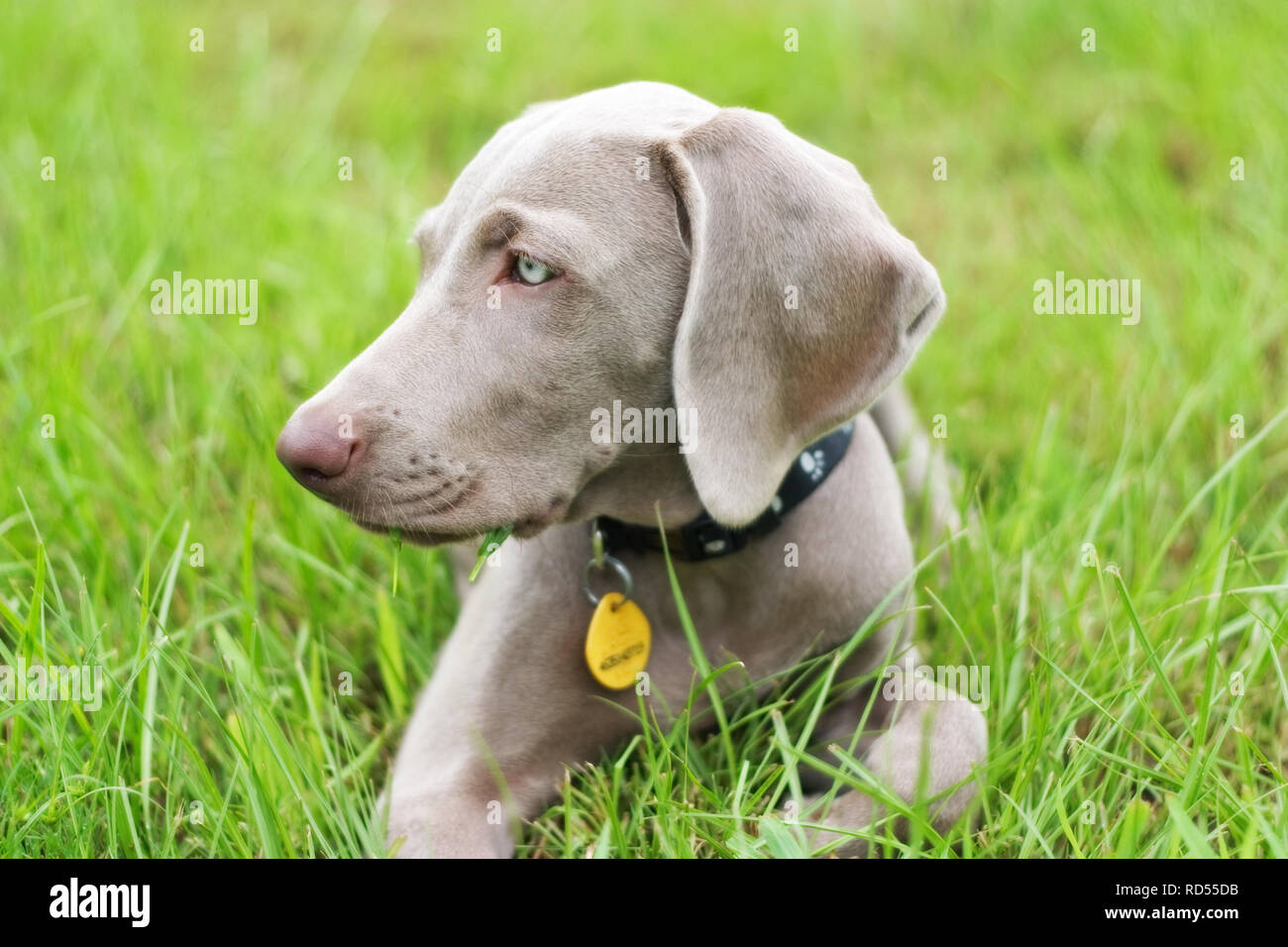 Ein Weimaraner Welpen sitzt nachdenklich im Gras Stockfoto