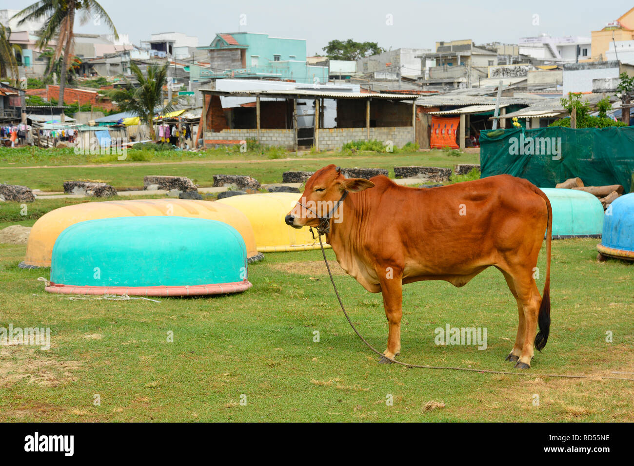 Eine Kuh Fischerdorf in Mui Ne, Vietnam tethered Neben einigen traditionellen runde Fischerboote Stockfoto