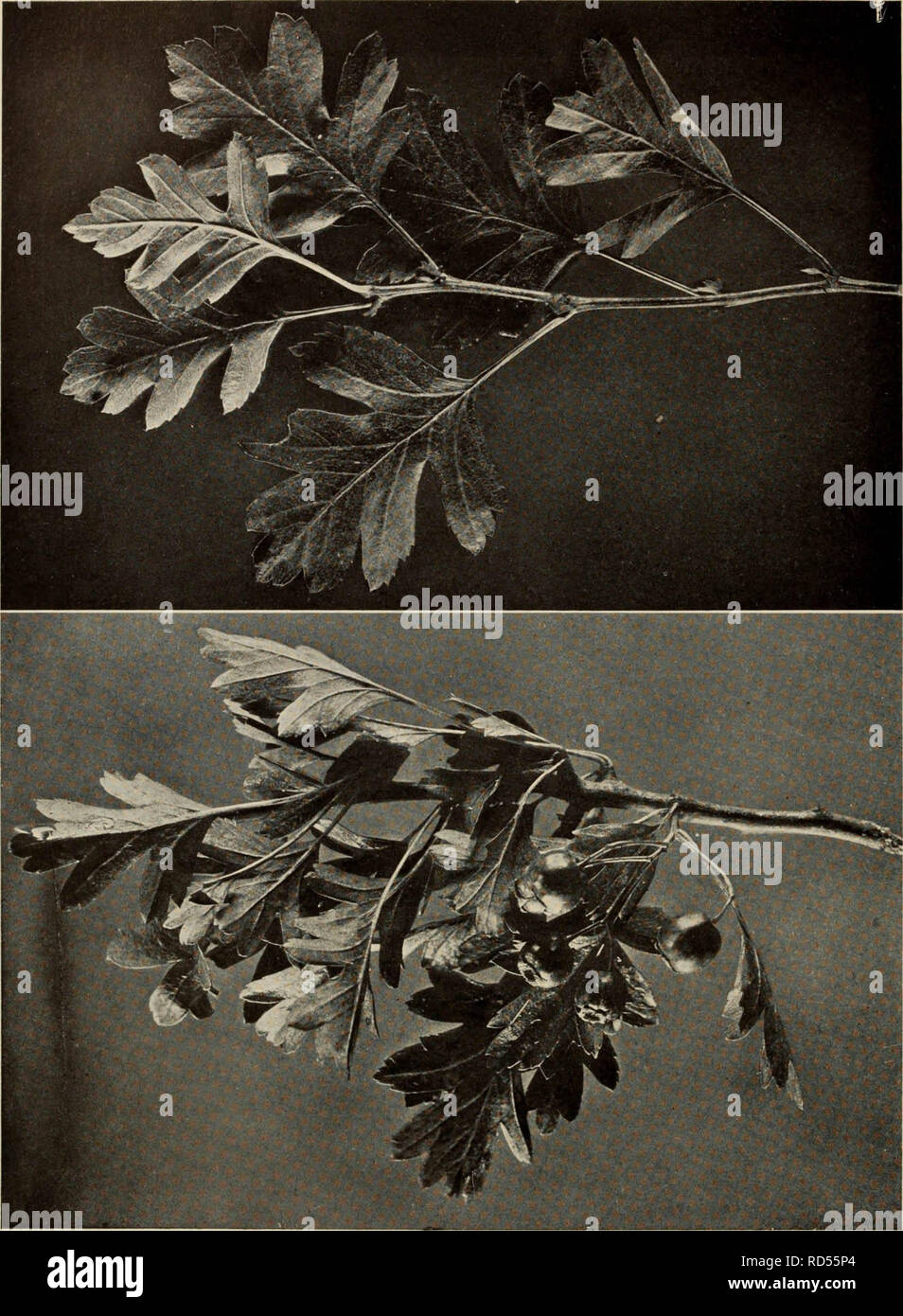"Der Baum Buch: Ein beliebter Führer zu einem Wissen über die Bäume in Nordamerika und auf ihre Verwendung und Anbau" (1920) Stockfoto