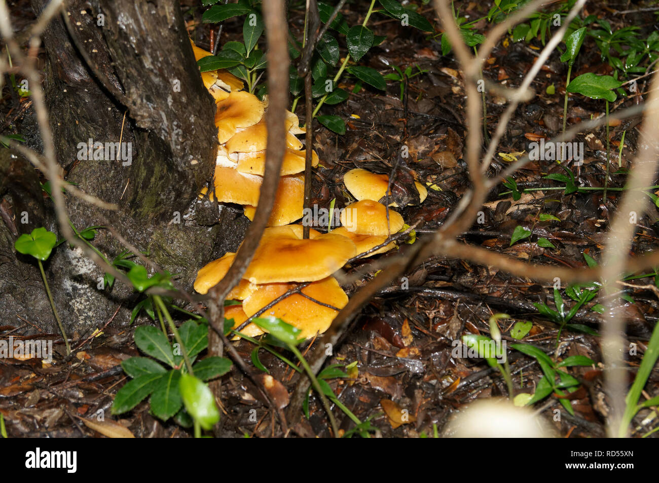 Nahaufnahme von Omphalotus olearius, bekannt als der Jack-o'-Lantern Pilz, ist ein giftiges orange Pilz. Im Süden von Frankreich, Var. Stockfoto