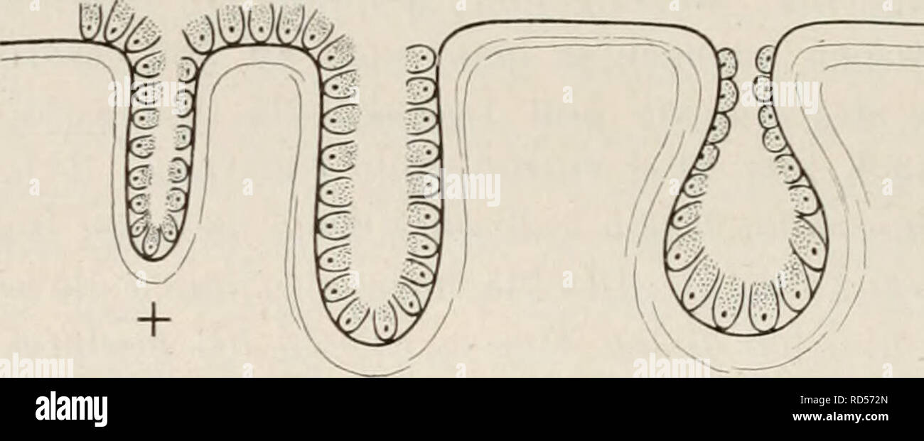 . Elektrobiologie, die Lehre von den elektrischen VorgÃ¤ngen im Organismus in moderner Grundlage dargestellt. Elektrophysiologie. Â 152 â / EinstÃ¼lpung der Ã ¤ uÃeren HautfiÃ¤che hervorgehen. Auch sterben Epithelzellen zeigen mehr oder weniger die Funktion der beim Stillen; sie scheiden Schleim ab oder erleiden besonders ge-wisse chemische VerÃ¤nderungen, wie sterben Verhornung in der Epi-Dermis der hÃ¶heren Wirbeltiere. In Abb. 50 Ein Mann sieht eine solche Haut schematisch dargestellt, besetzt mit Epithel-Sezernierenden Zellen; in Abb. 50b ist sterben EinstÃ¼lpung derselben zur Bildung ver-schiedener D Stockfoto