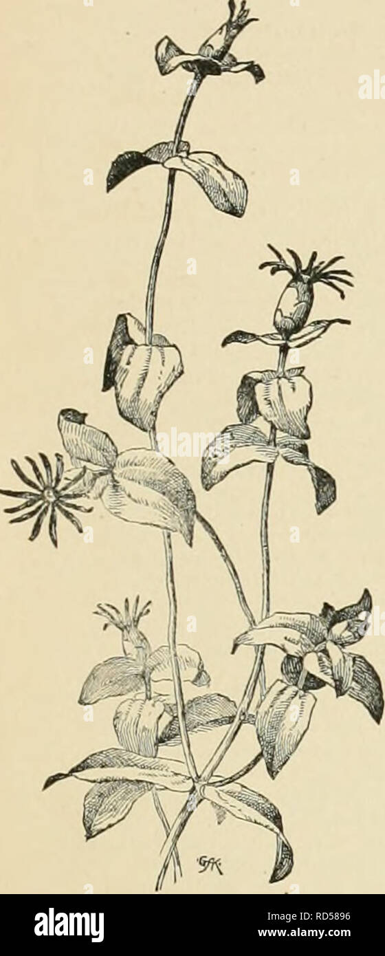 . Cyclopedia der amerikanischen Gartenbau, bestehend aus Anregungen für den Anbau von Gartenpflanzen, Beschreibungen der Arten von Obst, Gemüse, Blumen und Zierpflanzen in den Vereinigten Staaten und in Kanada verkauft, zusammen mit geographischen und Biographische Skizzen. Im Garten arbeiten. ZINNIA etwas corymbosely oben abgezweigt: pethincles bei Fälligkeit nach oben vergrößert und hohl. Mexiko, Peru - vian Anden. multifldra, Linn. Diese und die nächste werden von den meisten Autoren in Z paucinora enthalten, aber Z. Z. pauciflora mulliflora kann durch die Behaarung der Stammzellen, mnch feiner, App unterschieden werden Stockfoto