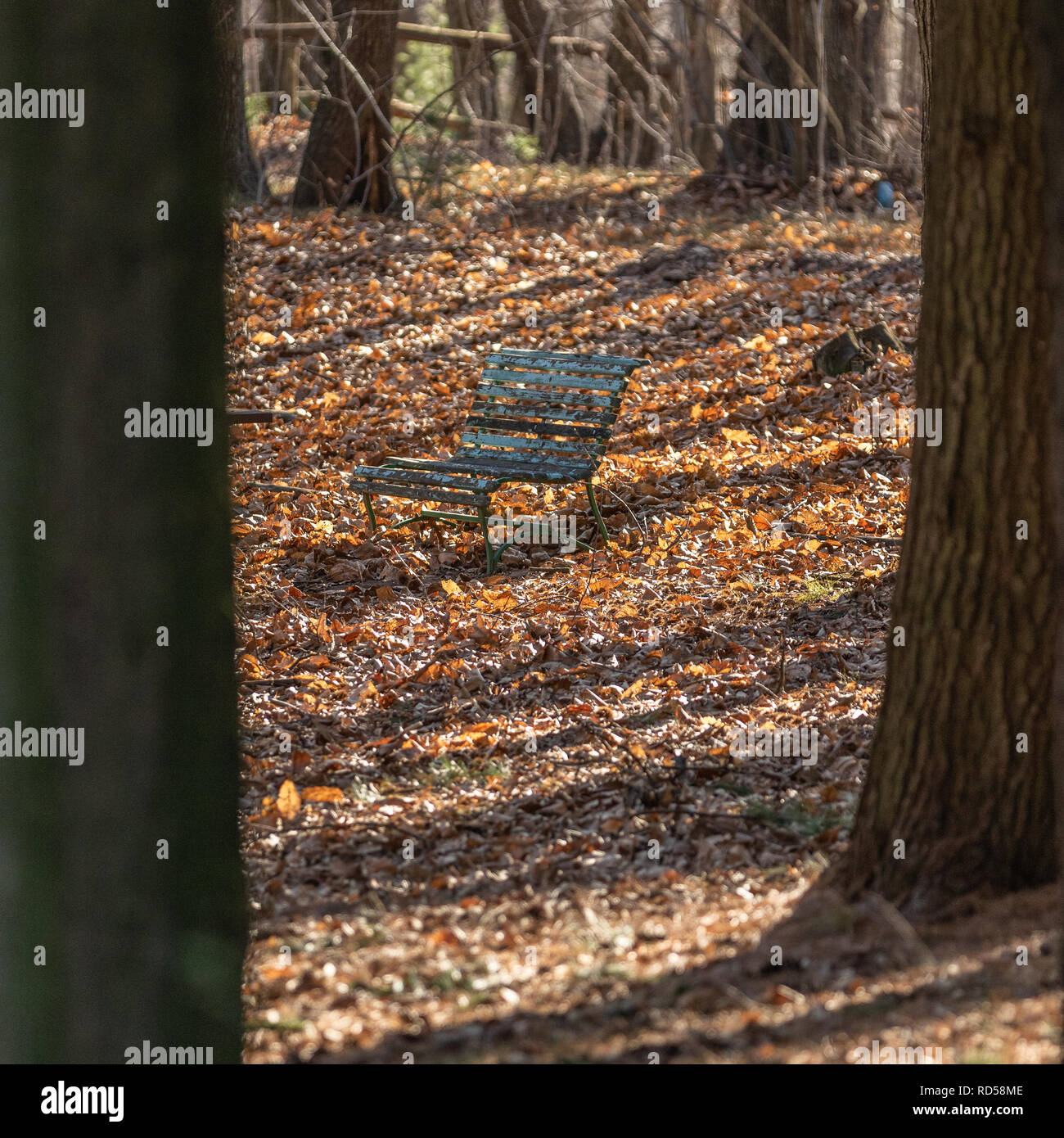Bank im Wald im Herbst Herbst im Park Stockfoto