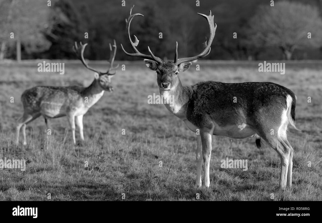 Rehe in der Abendsonne - Attingham Park an der Ilm Stockfoto
