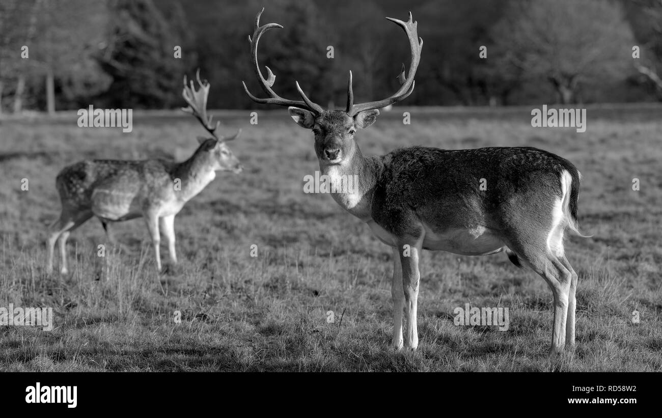 Rehe in der Abendsonne - Attingham Park an der Ilm Stockfoto