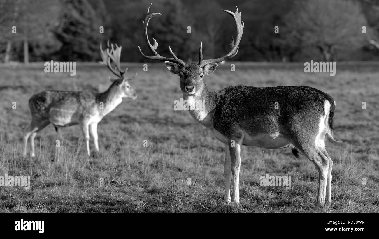 Rehe in der Abendsonne - Attingham Park an der Ilm Stockfoto