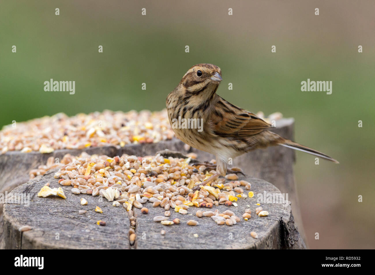 Weibliche Rohrammer (Emberiza schoeniclus) auf baumstumpf Fütterung auf verstreuten Samen zu verstecken. Streifige winter Gefieder und weißen äußeren Schwanzfedern Stockfoto