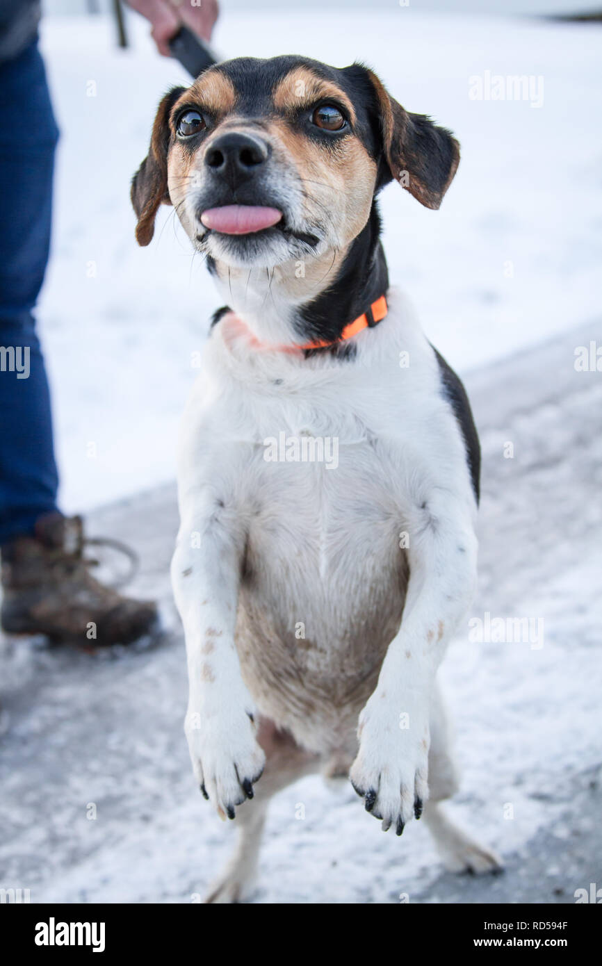 Jack Russell Terrier für einen Spaziergang an einem verschneiten Straße im Winter Stockfoto