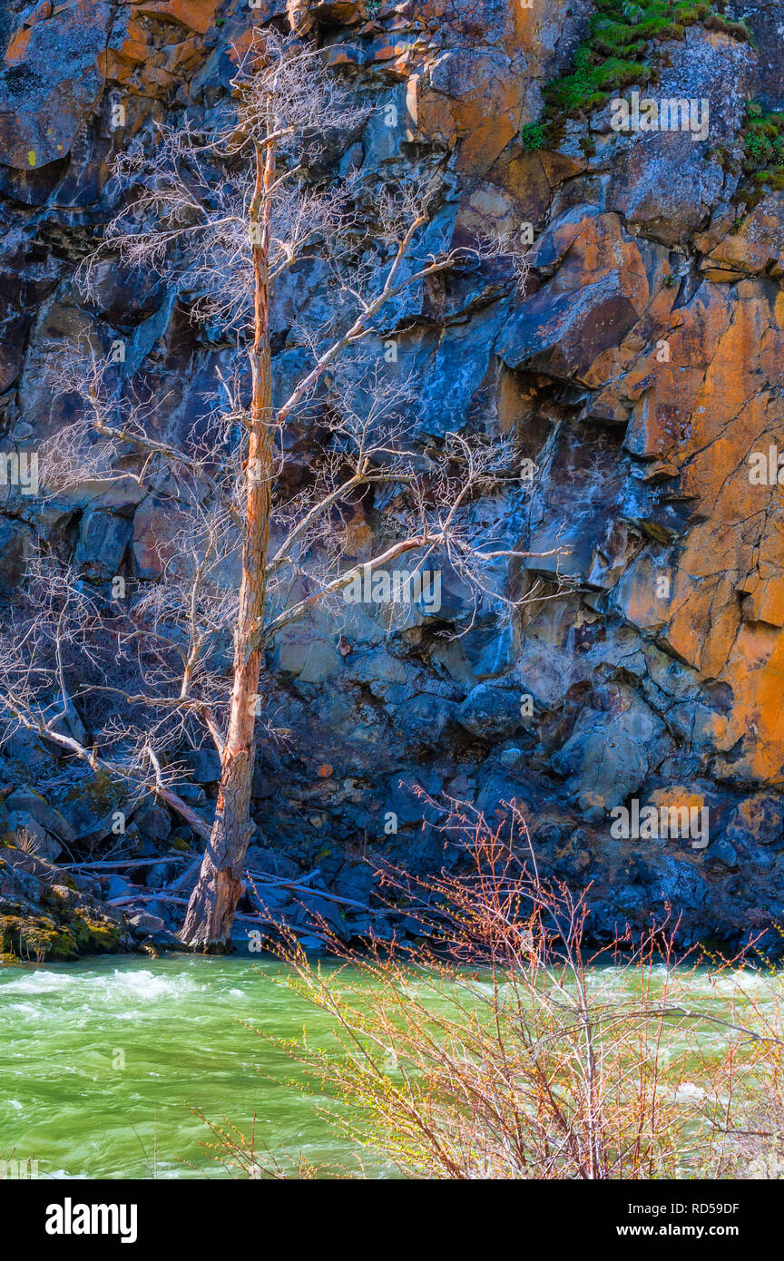 Einen toten Baum Es ist Basis teilweise unter Wasser gegen den Basalt Canyon Wand des White River im östlichen Oregon. Stockfoto