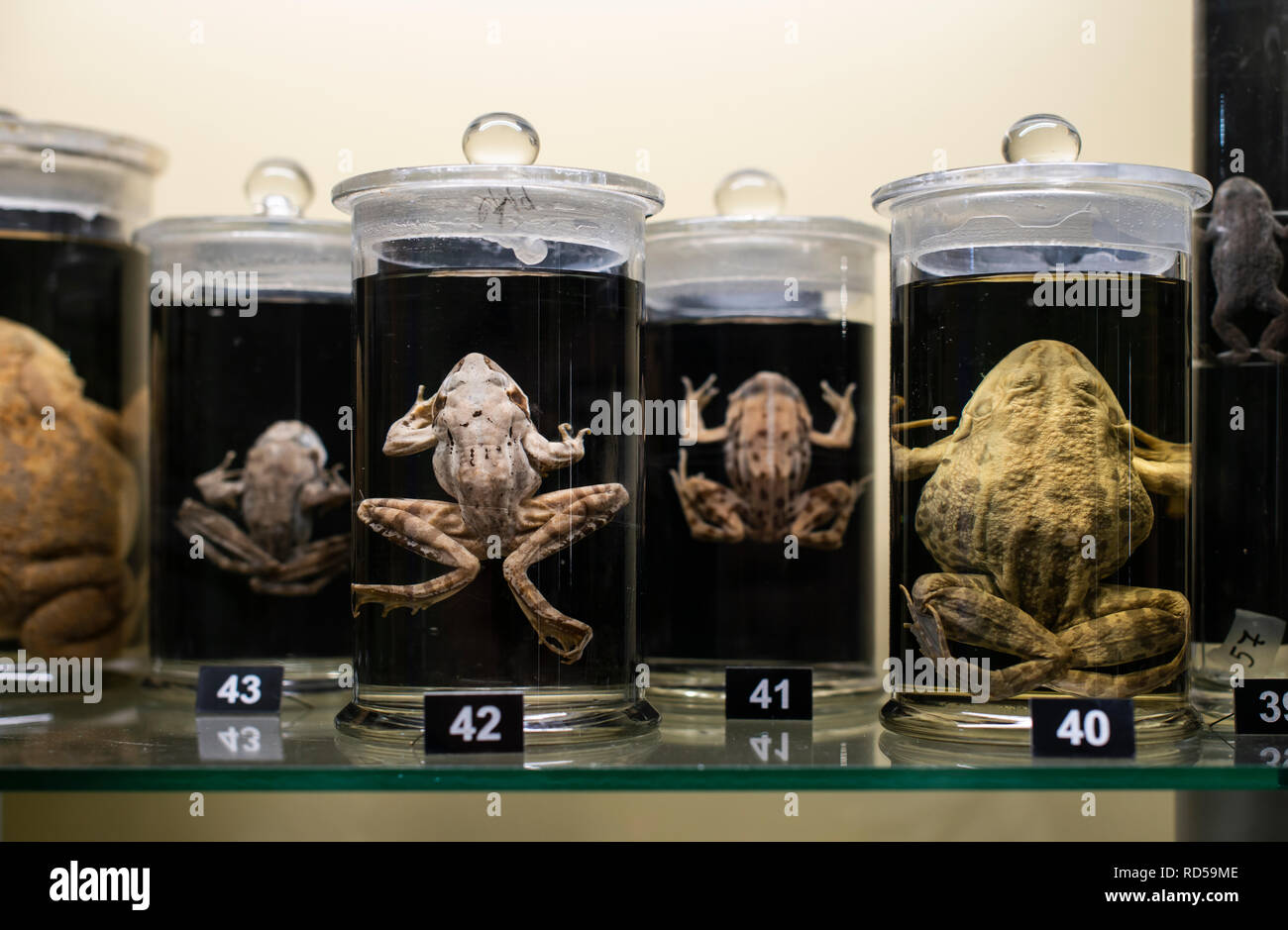 Frösche in einem Glasbehälter aufbewahrt und in Formalin konserviert. Flüssigkeit konserviert Frosch in Flaschen. Nassen Proben. Stockfoto