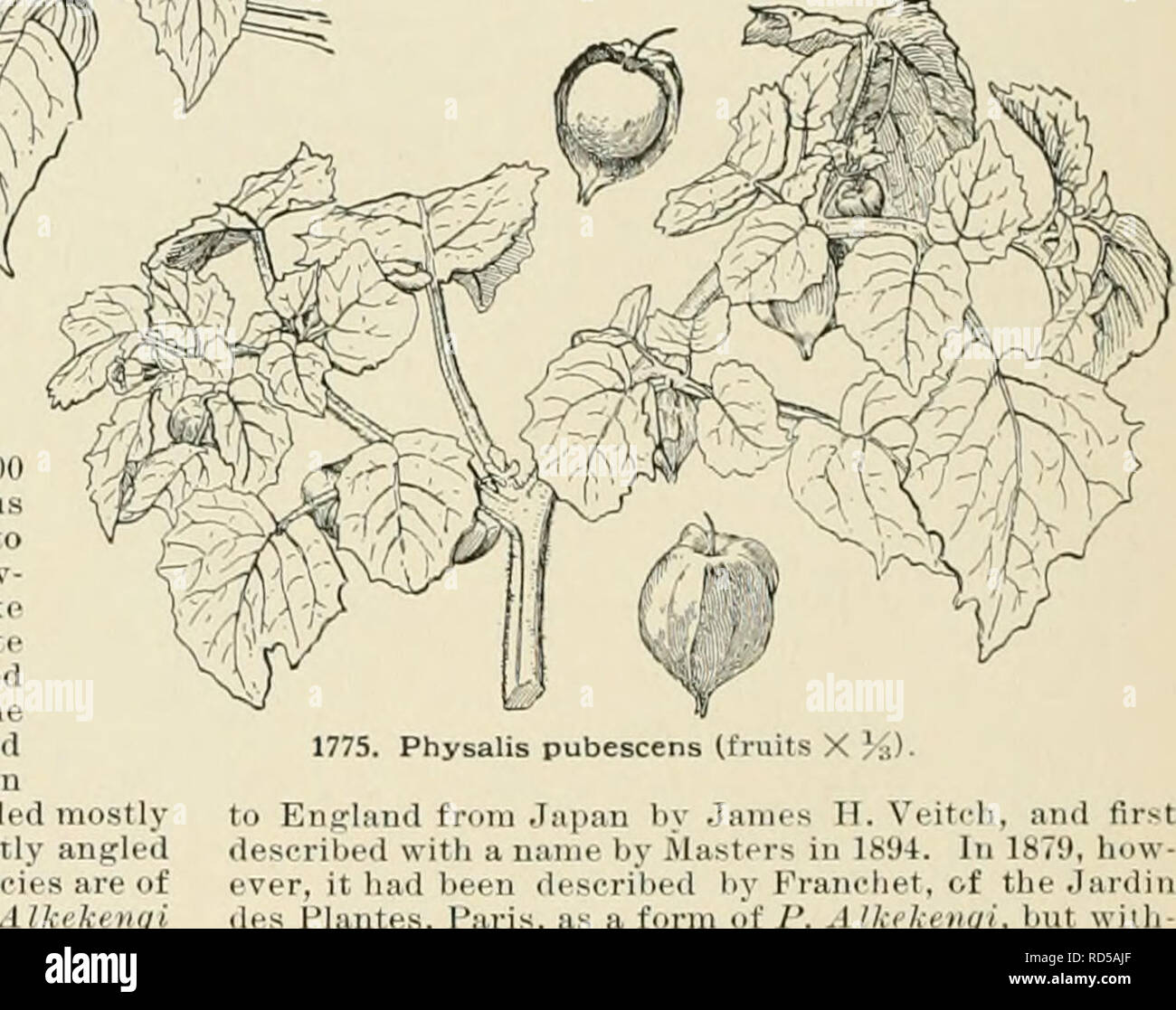 . Cyclopedia der amerikanischen Gartenbau, bestehend aus Anregungen für den Anbau von Gartenpflanzen, Beschreibungen der Arten von Obst, Gemüse, Blumen und Zierpflanzen in den Vereinigten Staaten und in Kanada verkauft, zusammen mit geographischen und Biographische Skizzen. Im Garten arbeiten. ^ l | f $)^ Franehiti Hort) t omP Alkekenii ich lant 2 m hoch ein 1 1 t t Ik I ting t piopor nsideiablj kürzer in der Blade Japan G C III LB 441 Gn 48 p43-) 49 10 o9 •&gt;? P28 58 p 196 G M37 b2 (J H III 29 343 R H 1897 r6 und p3 o B B2 61 23 p91 GT45p630 4 b p19! AG 18 81 FBI 42 (- Eines der größten r f i eh Stockfoto