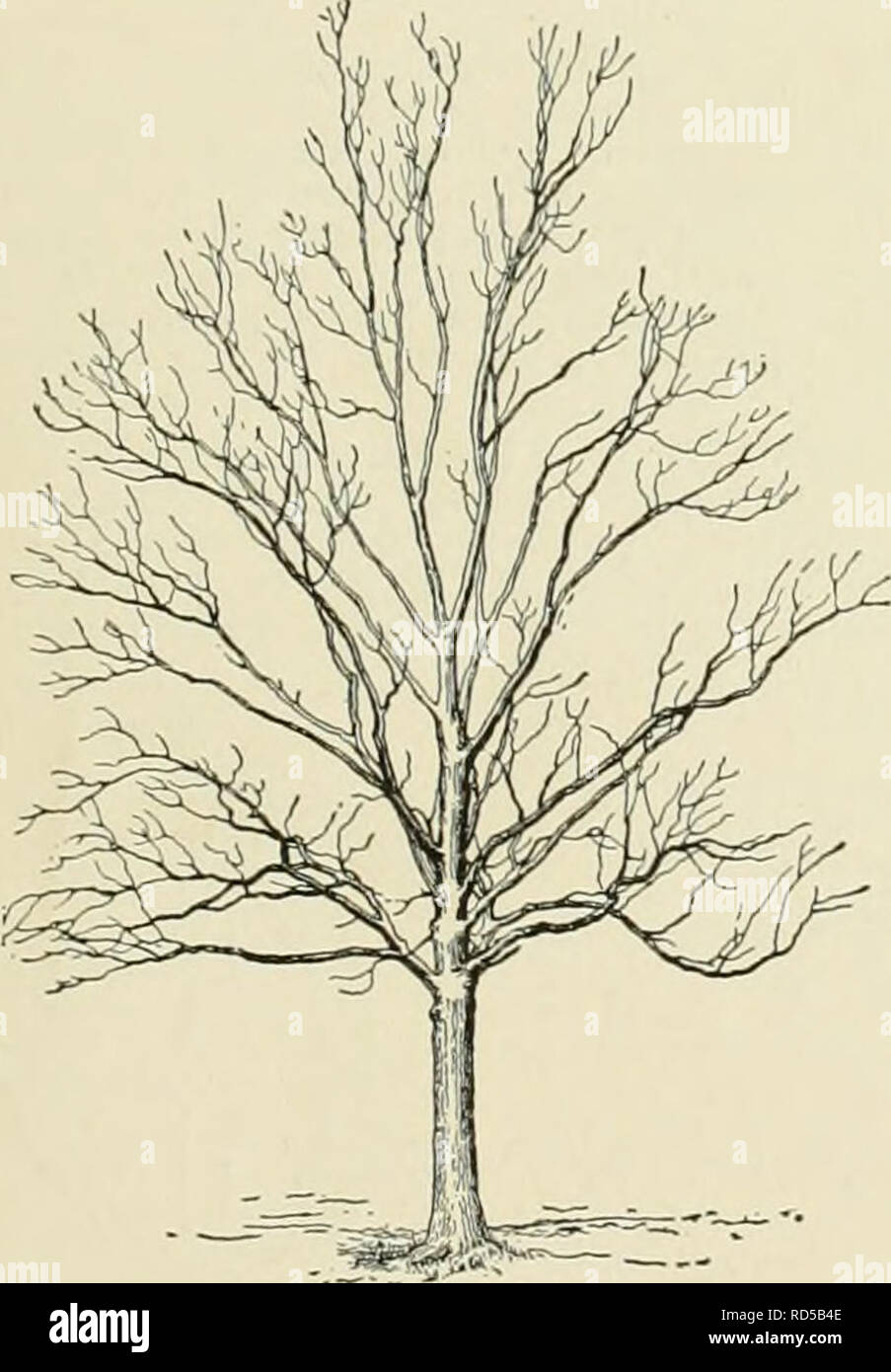 . Cyclopedia der amerikanischen Gartenbau, bestehend aus Anregungen für den Anbau von Gartenpflanzen, Beschreibungen der Arten von Obst, Gemüse, Blumen und Zierpflanzen in den Vereinigten Staaten und in Kanada verkauft, zusammen mit geographischen und Biographische Skizzen. Im Garten arbeiten. Und HICORIA Ittchiiosa, für die siehe Rep. Mo. Bot. Gard. 7, Pi. 20-23 aud Gng. 2: 226. Siehe Pecan. myristinsäure 8 ef6 rmis, Britt. (Carxja myristicafdrmis, Nutt.). NuTMEO - HiCKORY. Baum, bis 100 ft. Mit dunklen braunen Rinde, in appressed Skalen gebrochen: Ifts. 5-11, kurz Gestielten oder fast Stiellose, eiförmige - laneeolate, der upp Stockfoto