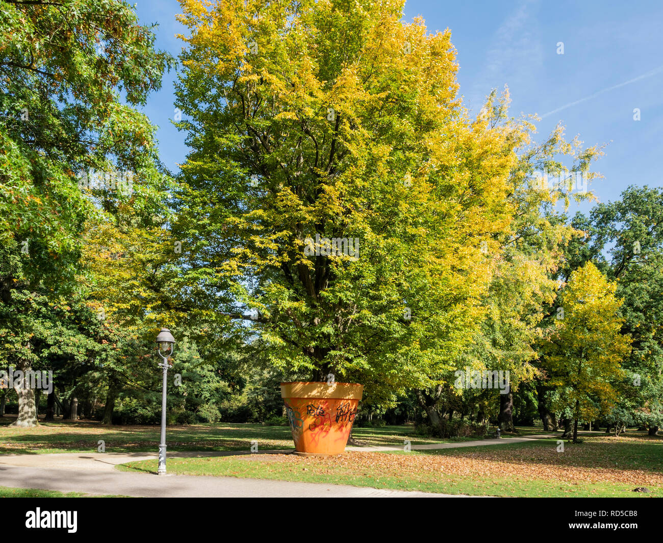 Übergroßer Tontopf mit großem Baum, französischer Gartenpark, Celle, Deutschland Stockfoto