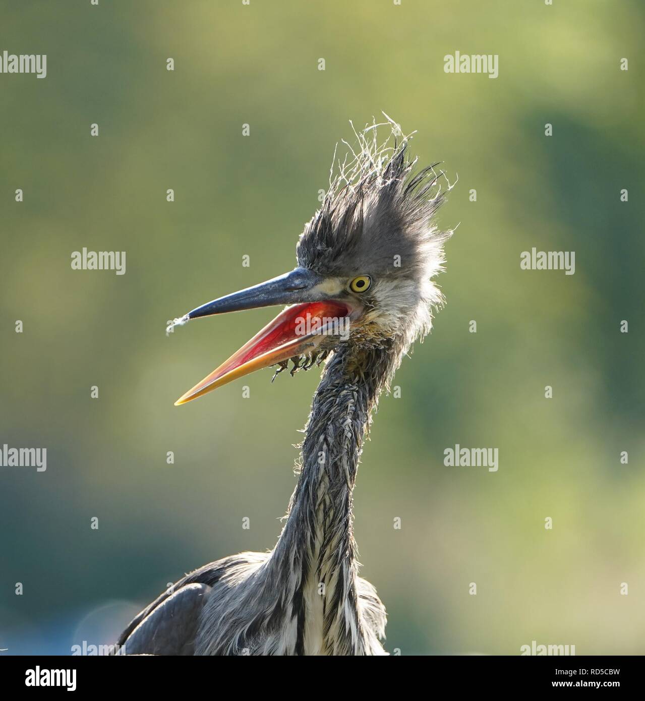 Heron youngster Augenblicke nach seinem ersten Flug nicht zu weit von seinem Nest in der Serpentine Teich im Hyde Park in London Stockfoto