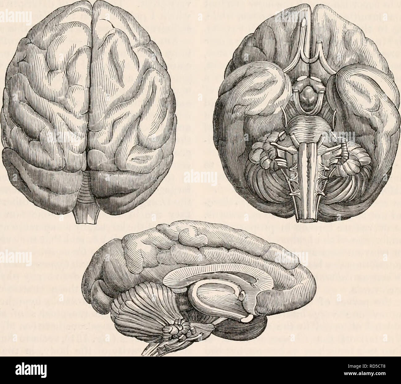 . Die cyclopaedia von Anatomie und Physiologie. Anatomie, Physiologie, Zoologie. Vertikalen Abschnitt des Gehirns des Orang-utan-cetan. (Nach der VV. Vrolik.) Diese unterschiedlichen Ansichten vergleichen des Gehirns Der unterlegenheit an den Orang-cetan ist so offensichtlich, dass es kaum eine weitere Erklärung. In der ersten Instanz, es scheint, dass das Gehirn des Cynocephalus, und, nach den Beobachtungen von TIEDEMANN, wir sagen das gleiche für alle Affen Unterlegen der Schimpanse, Orang-Utan-cetan könnte und der Gibbons, unterscheidet sich von dem Gehirn des Menschen: 1. Von einer größeren Breite im Verhältnis zu den l Stockfoto