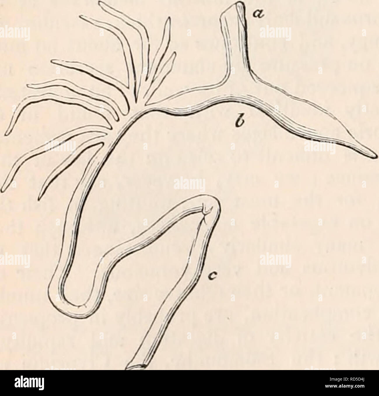 . Die cyclopaedia von Anatomie und Physiologie. Anatomie, Physiologie, Zoologie. Pyloric cceca der Steinbutt. a, Speiseröhre; b, Magen; c, Darm. (Gezeichnet ein Drittel der natürlichen Durchmesser.) sehr groß und das Essen wahrscheinlich geht in den Darm mit wenig Verzögerung aber. Die caeca in diesem Fall muss berücksichtigt werden, eine Ausnahme von der Regel Ich habe oben festgelegt, dass Sie nie mit dem Inhalt der Speiseröhre gefüllt; für die in der Probe ich untersuchte sie waren komplett gefüllt mit taeniae, mit dem auch der Darm gefüllt war. Abb. 66.. Pyloric cceca Clupcea der Sprotte (Sprattus) Stockfoto