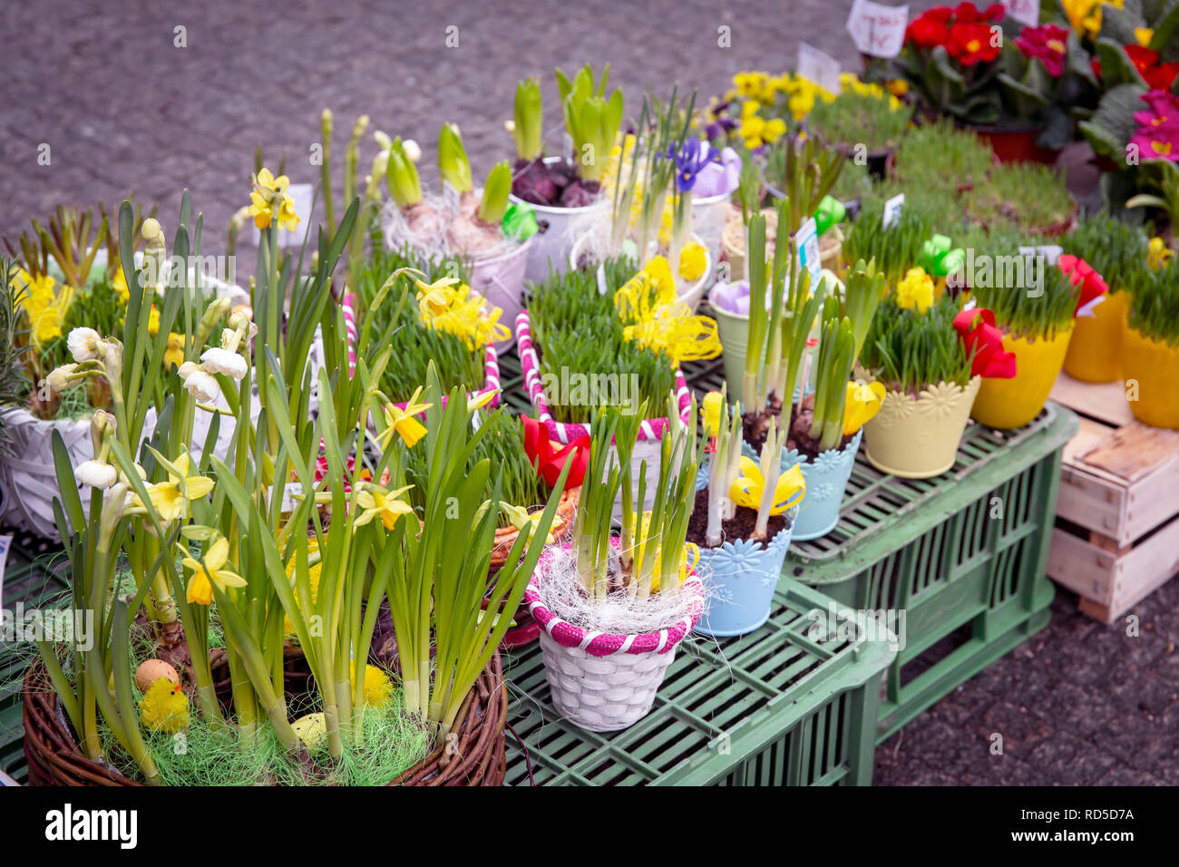 Blumen in Töpfen Stockfoto