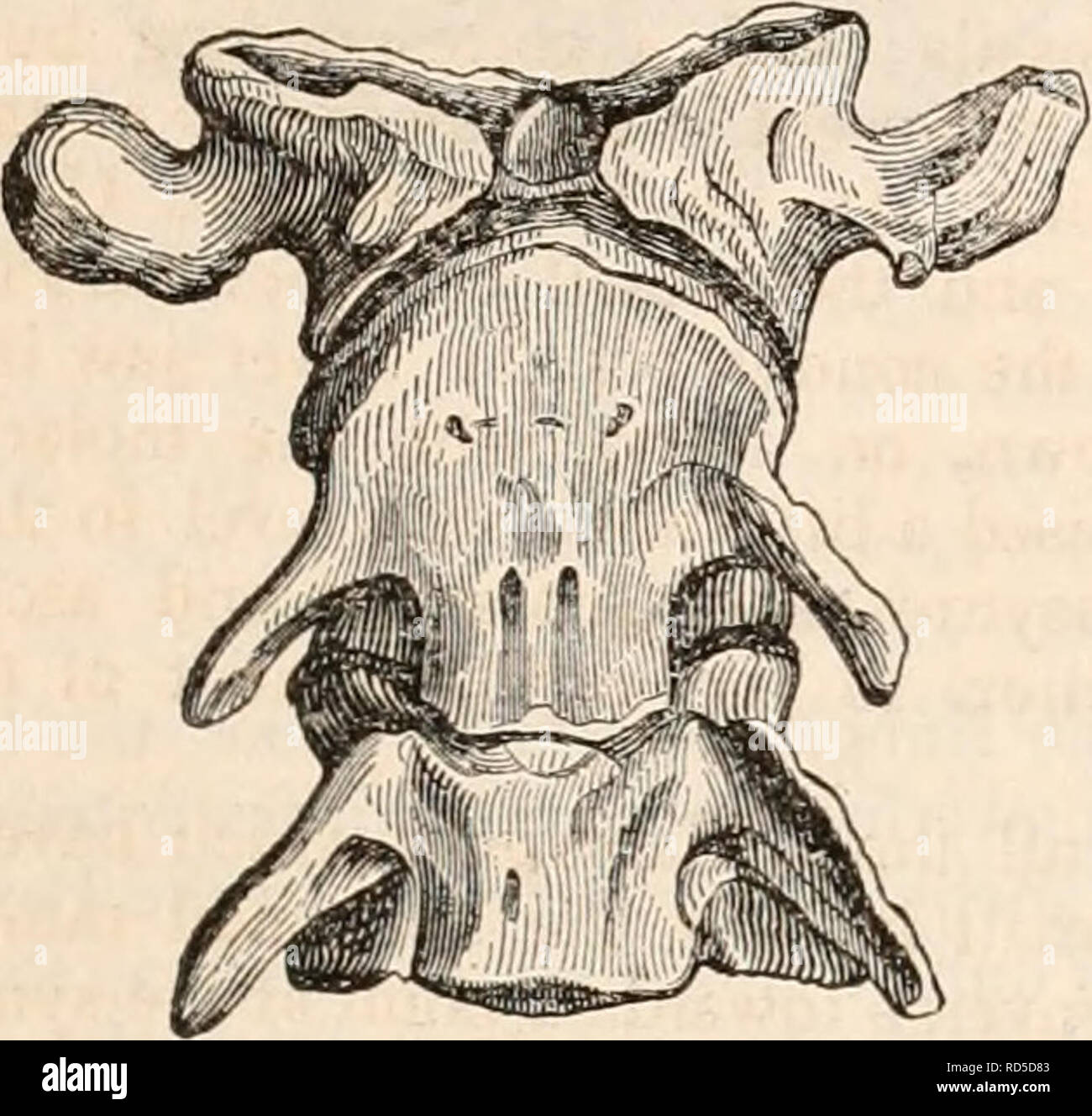 . Die cyclopaedia von Anatomie und Physiologie. Anatomie, Physiologie, Zoologie. MAUSUPIALIA. 2?? Arterien; und im Koala und Wombat der Atlas präsentiert nur die Perforation, an jeder Seite des Superior arch. In der Perameles und einige andere Beuteltiere, fested in der Struktur des Atlas (Aufsatz als Cayopollin, eine Affinität zu dem Kaltblütigen Ovipara ist Mani-. 98), das einen permanenten Se- paration Der neurapophyses oder Superior laminae von der Mitte oder Körper unten. In den Koala und Wombat den Körper tne ^ Wie bleibt permanent Knorpeligen, und der untere Teil der Wirbelsäule Ring durch Stockfoto