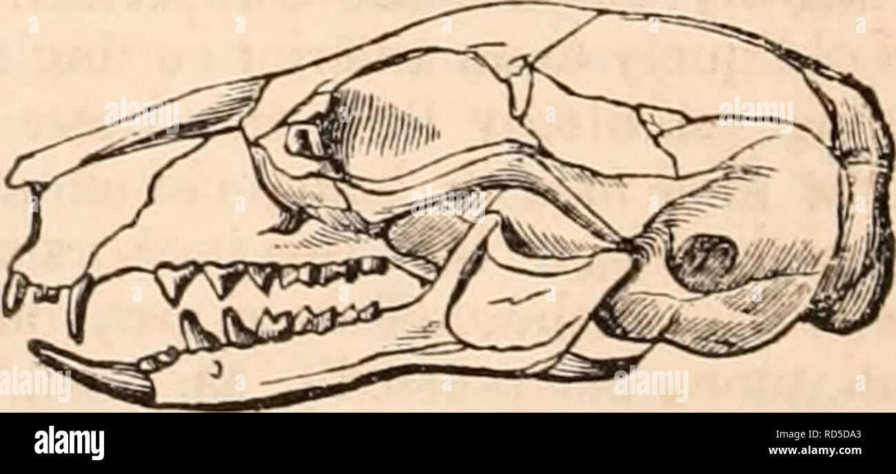 . Die cyclopaedia von Anatomie und Physiologie. Anatomie, Physiologie, Zoologie. Petaurusflaviventer. Vertreter der Eckzahn ist relativ viel größer als in der Pet. Taguanoides; die erste falsche Molar ist auch größer und hat zwei Wurzeln; die zweite, die in PET-funktionsfähig ist. Tnguanoides, ist hier sehr klein. Der Hund ist mehr DEVE-Chiefen; die erste Schneidezahn ist auch relativ größer und mehr produziert. Im Unterkiefer die funktionale Serie von Schleifmaschinen besteht aus den vier echte tuberculate Molaren nur, von denen der letzte relativ kleiner ist, und der erste in einer mehr dreieckige Form als Haustier. Stockfoto