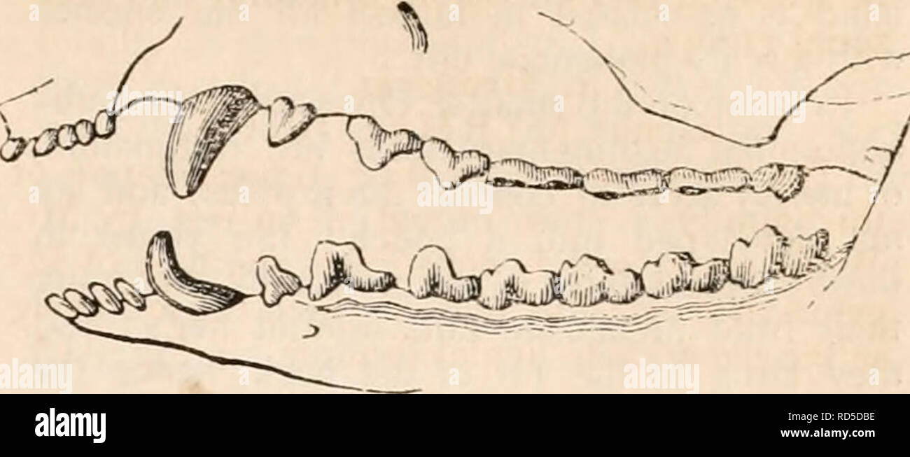 . Die cyclopaedia von Anatomie und Physiologie. Anatomie, Physiologie, Zoologie. MARSUPIALIA. 261 der vorangegangenen Bandicoots die Fangzähne sind lang und gut entwickelt, aber die wahre Molaren haben die Schleiffläche abgenutzt, flach in die ausgewachsenen Exemplare, die ich die Möglichkeit der Prüfung gehabt haben. Die beuteltier Tasche in der Bandicoots, zumindest in die ausgewachsenen Weibchen Pro.. obesula nasuta, Pro und Pro. Lagotis, hat seine Öffnung nach unten gerichtet oder in Richtung der Kloake, Con-trariwise zu seiner ordentlichen Disposition in der beuteltiere: diese Richtung der Tasche Evi - dank der bezieht sich auf die procum Stockfoto