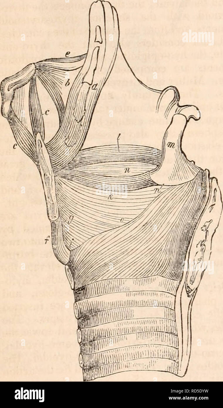 . Die cyclopaedia von Anatomie und Physiologie. Anatomie, Physiologie, Zoologie. 104 normale ANATOMIE DES KEHLKOPFES. Artikulation. Die Schilddrüse Knorpel ist das os hyoides durch drei Bänder: Mitte der dle und zwei seitlichen. 1 st. Das ligamentum thyro - hyoideum Medium ist ein lax gelb Gewebe, die sich aus der überlegenen Marge der Schilddrüse und eingefügt in den inneren Rand der os-hyoides: Es dicker ist und in seinem mittleren Teil Dichter; die seitlichen Grenzen sind mit den umliegenden Zellmembran beteiligt. Die anterioren Fläche in der Mitte ist ab sofort unter der dermalen Hüllen gelegen, ist in Stockfoto