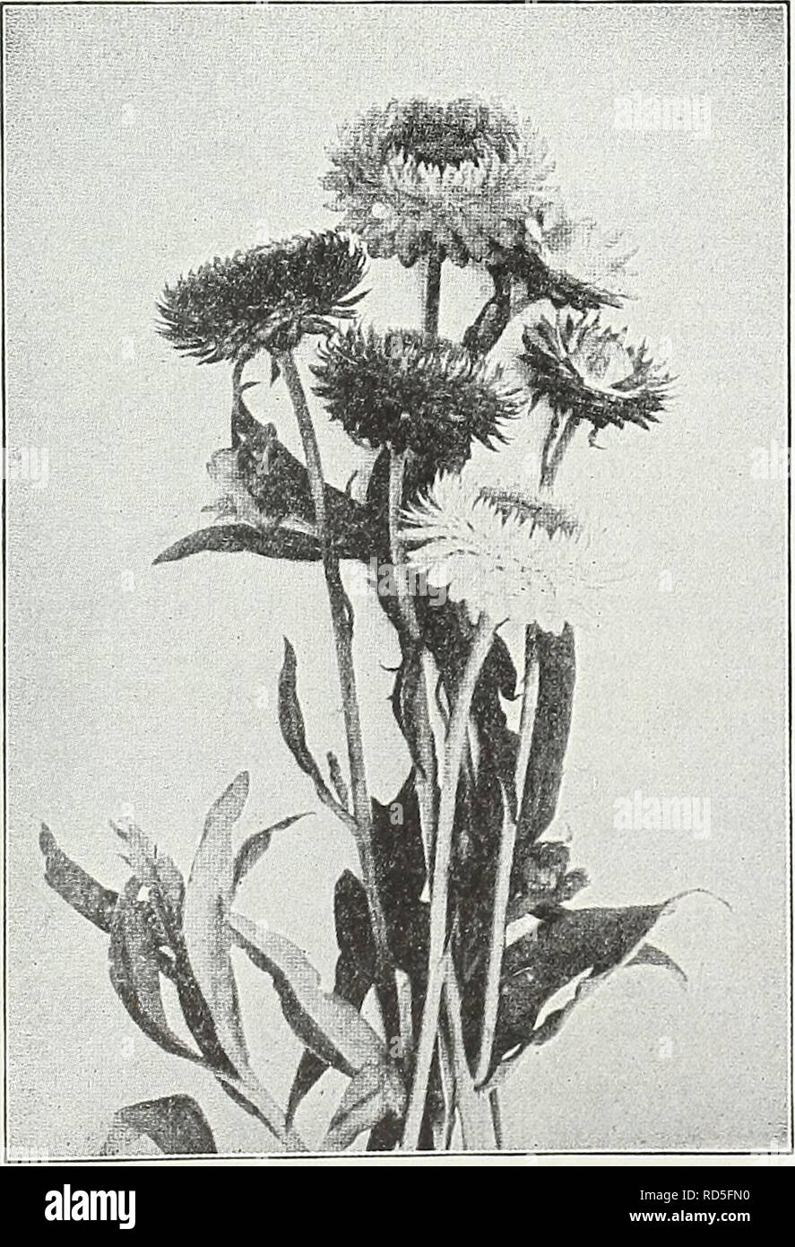 . Currie's Garten jährliche: Frühjahr 1936 61 Jahr. Blumen Samen Kataloge, Leuchtmittel (Pflanzen) Samen Samen Kataloge Kataloge; Gemüse; Baumschulen (Gartenbau) Kataloge; Pflanzen, Zierpflanzen Kataloge; Gartengeräte und Zubehör Kataloge. CURRIE BRÜDER CO., Milwaukee, Wis. Seite 25 DIMORPHOTHECA AURANTIACA (Afrikanische Orange Daisy) - Einer der auffälligsten Garten Jahrbücher; buschige Pflanzen mit orange-gold Daisy - wie Blüten auf langen Stielen. % Oz., 40 c Pkt. 10 c AURANTIACA HYBRIDA - eine herrliche Mischung von Farben und Schattierungen. XA oz., 55 c Pkt. 10 c EKLONIS - eine schöne Art des Kap-Mari-gold, von Licht, gracef Stockfoto