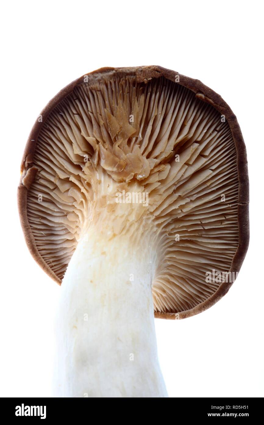 König Trompete, Horn Pilz Pilz, König oyster Mushroom, Steinpilze der Steppen (Pleurotus eryngii) Stockfoto