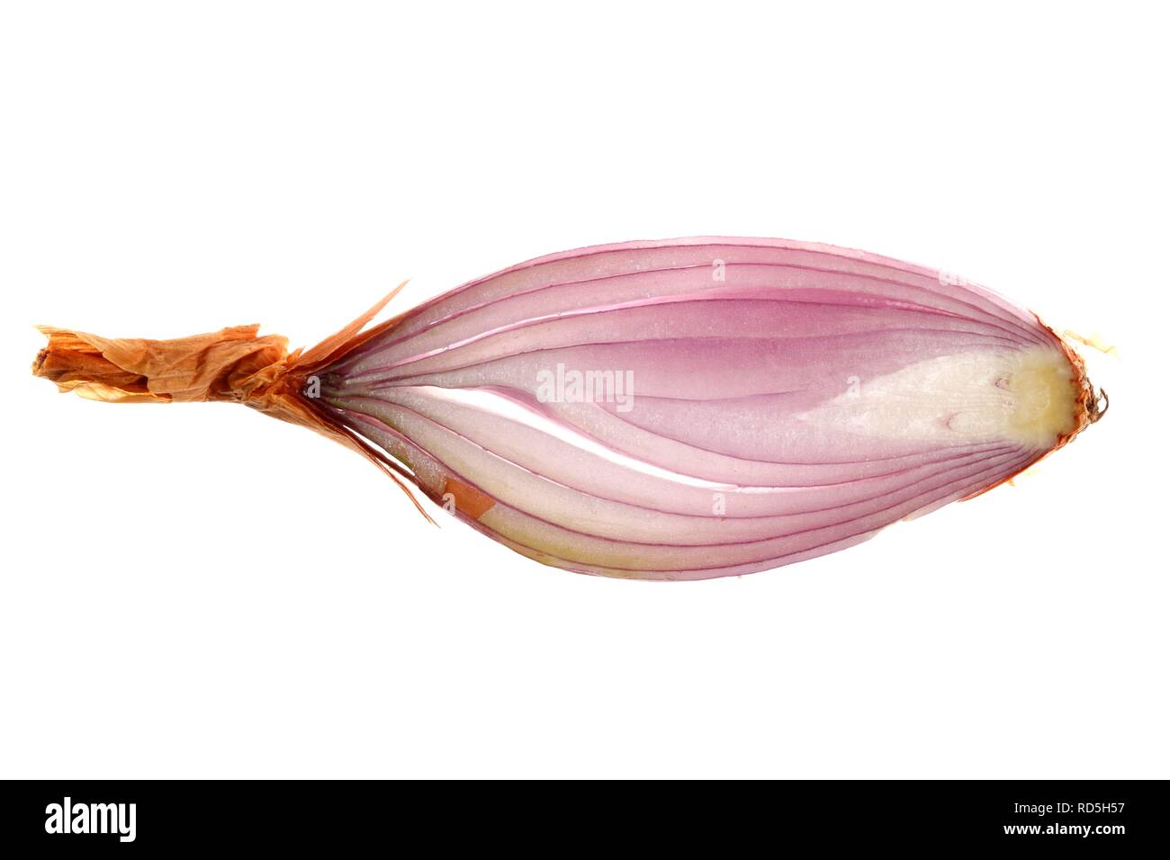 Schalotten (Allium ascalonicum), in Scheiben geschnitten Stockfoto